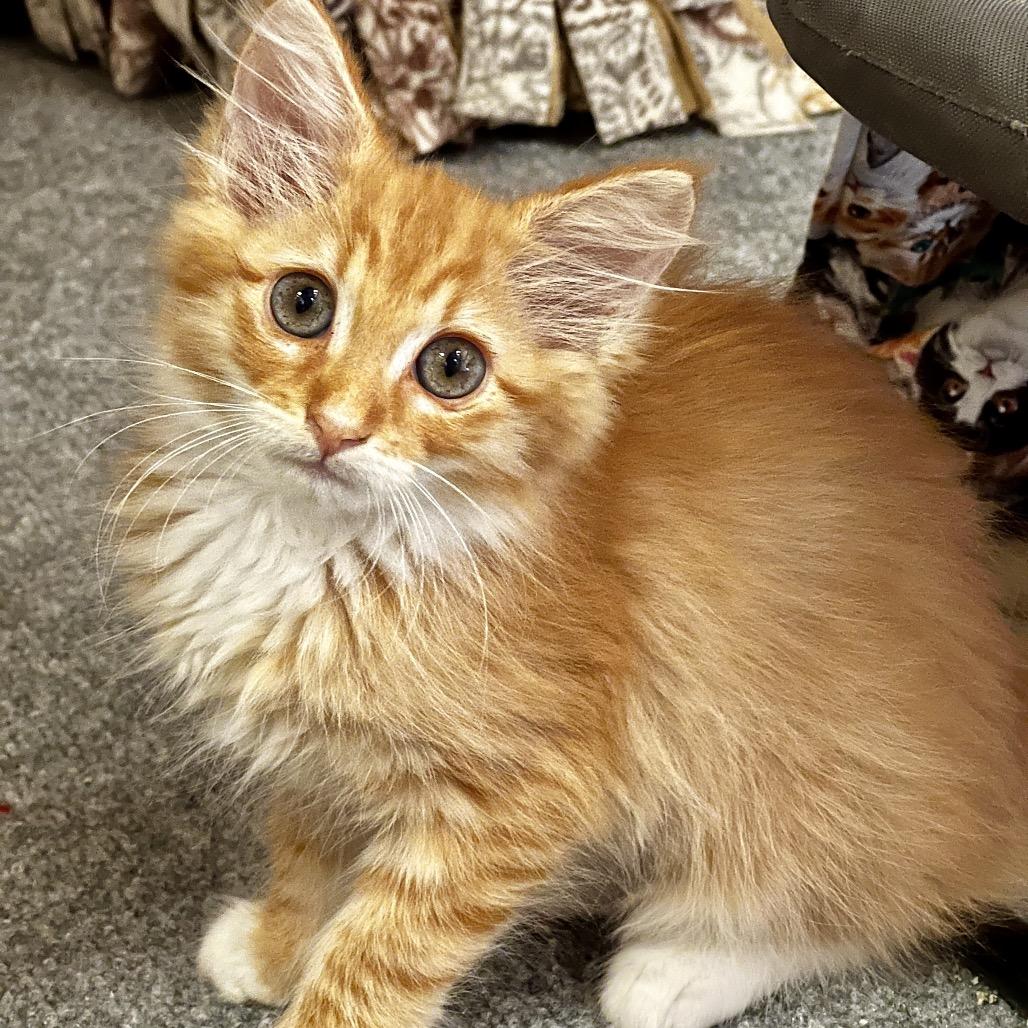 Enlarge Lion-A, a Adoptable Domestic Long Hair in Juno Beach, FL image 2/3