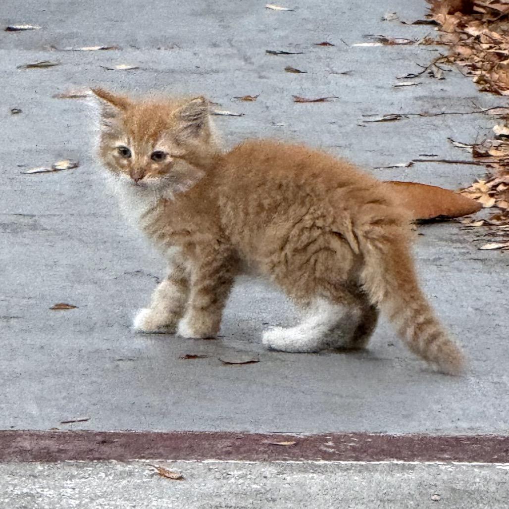 Enlarge Lion-A, a Adoptable Domestic Long Hair in Juno Beach, FL image 3/3