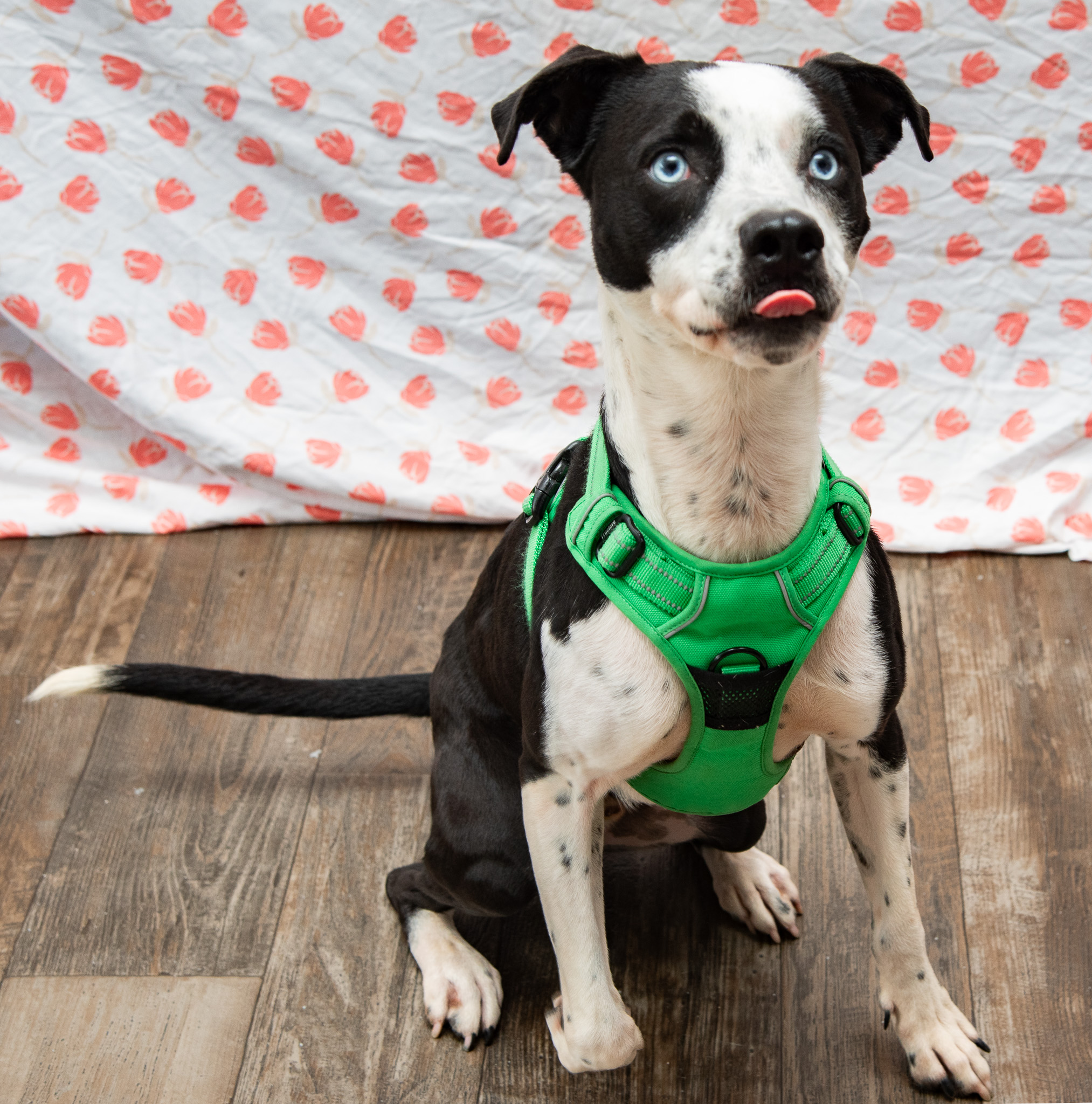 Pluto, Young Male Pit Bull Terrier