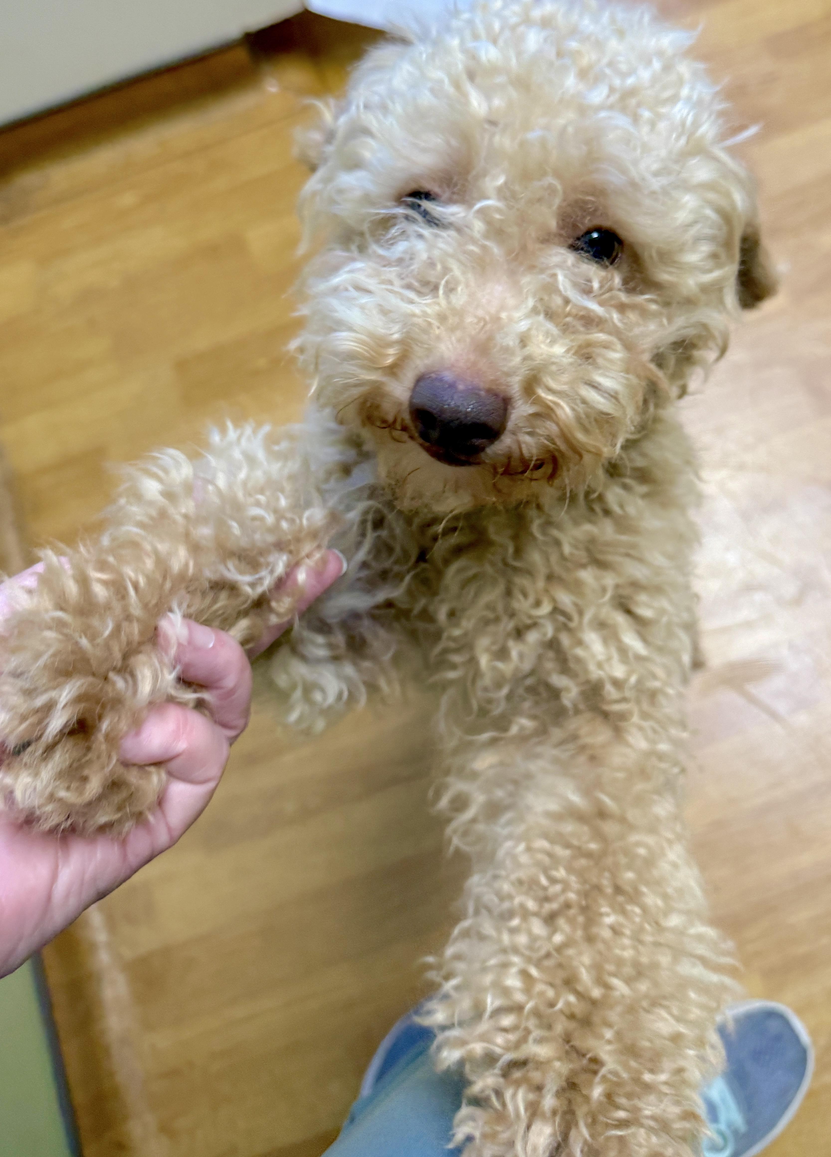 Enlarge Earl Frank, a ADOPTABLE Miniature Poodle in Mount Airy, NC image 1/6