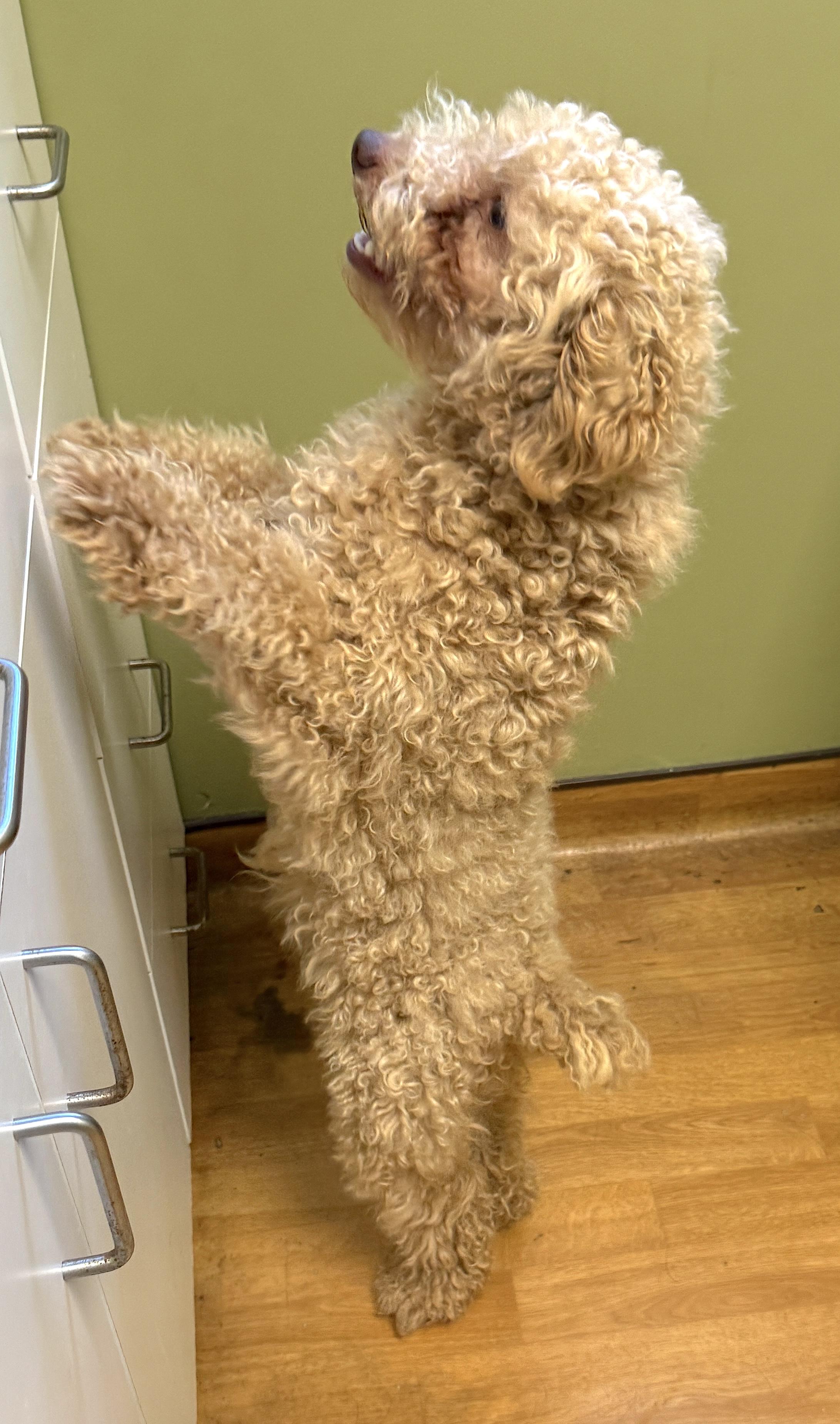 Enlarge Earl Frank, a ADOPTABLE Miniature Poodle in Mount Airy, NC image 4/6