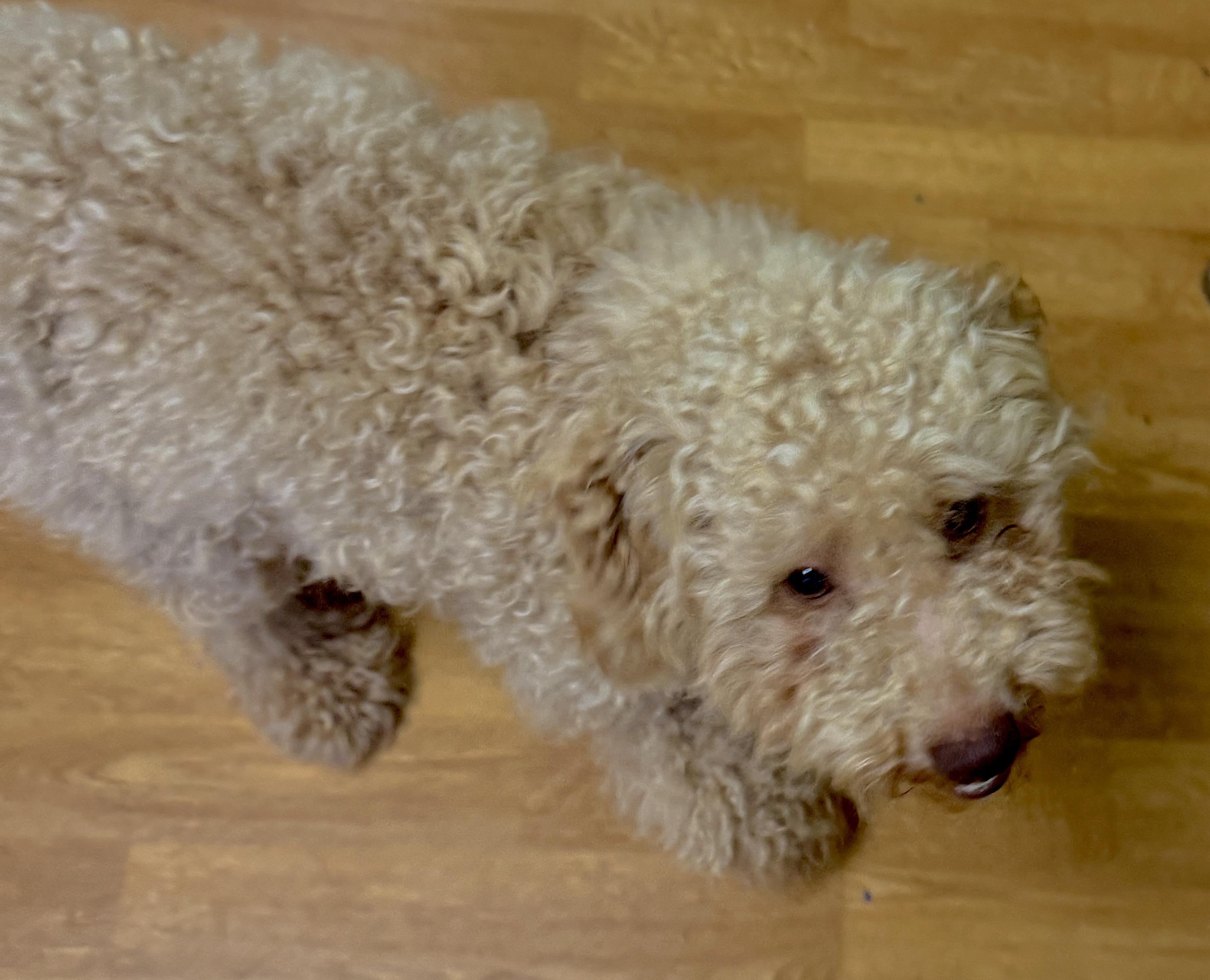Enlarge Earl Frank, a ADOPTABLE Miniature Poodle in Mount Airy, NC image 6/6