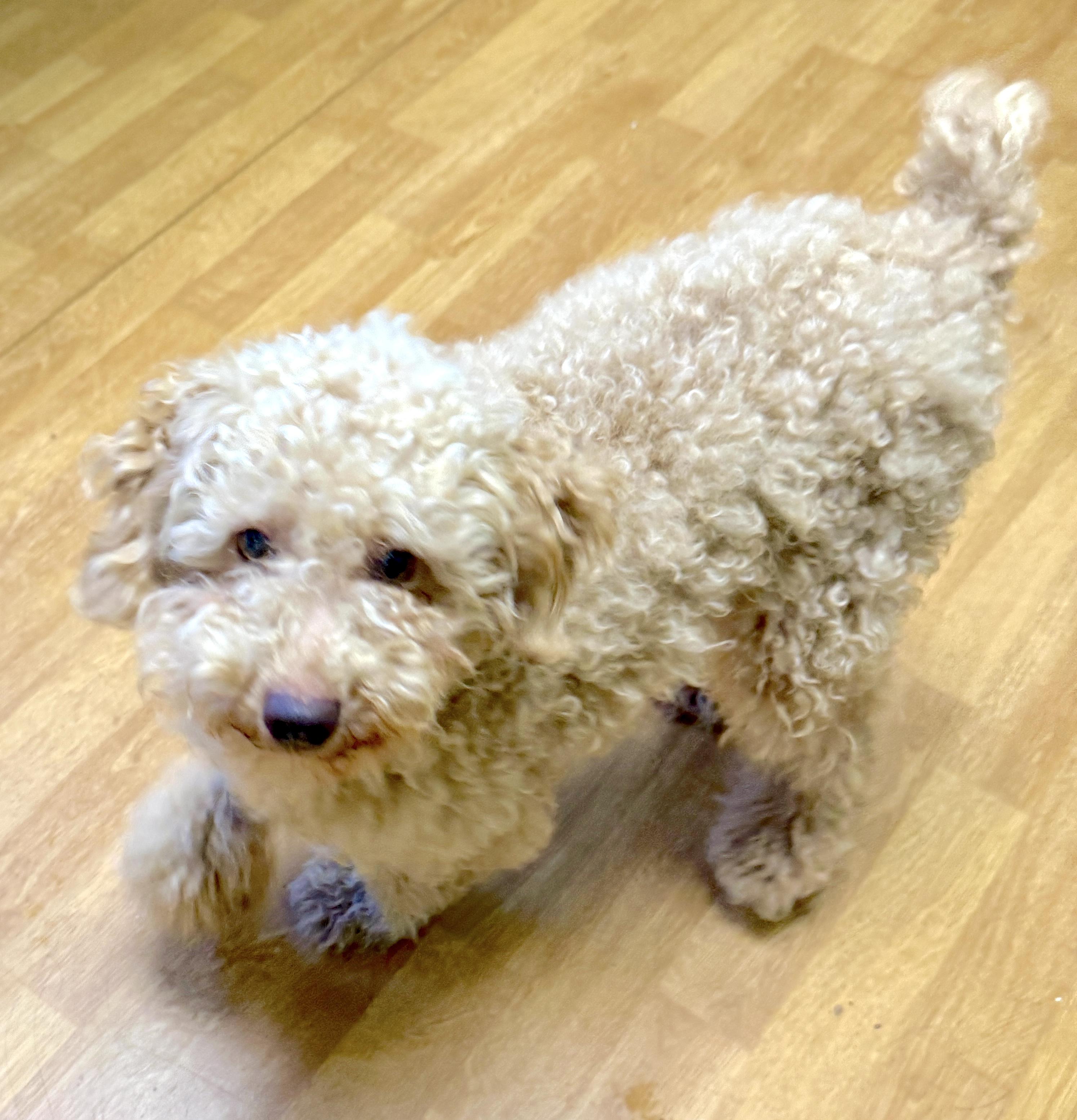 Enlarge Earl Frank, a ADOPTABLE Miniature Poodle in Mount Airy, NC image 2/6