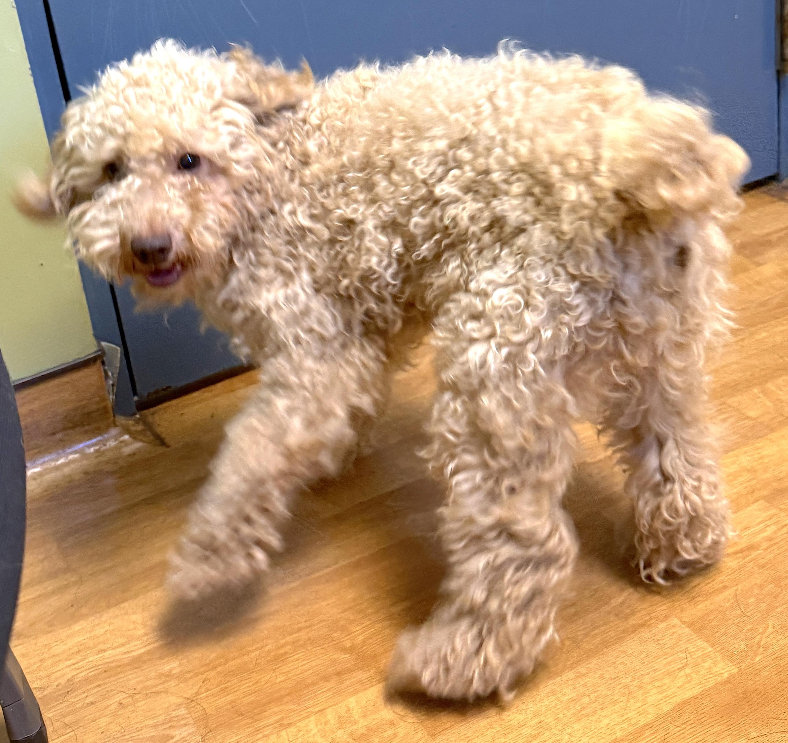 Enlarge Earl Frank, a ADOPTABLE Miniature Poodle in Mount Airy, NC image 5/6