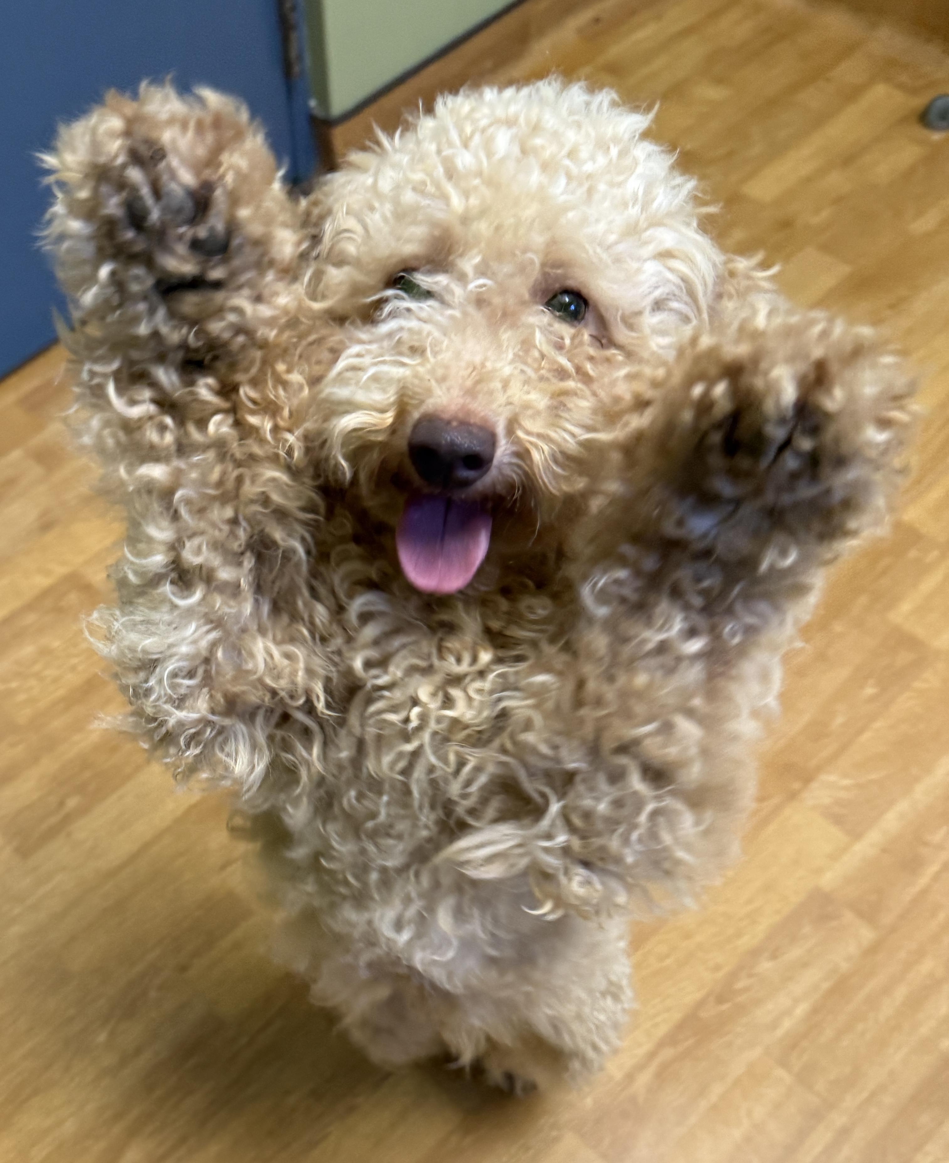 Enlarge Earl Frank, a ADOPTABLE Miniature Poodle in Mount Airy, NC image 3/6