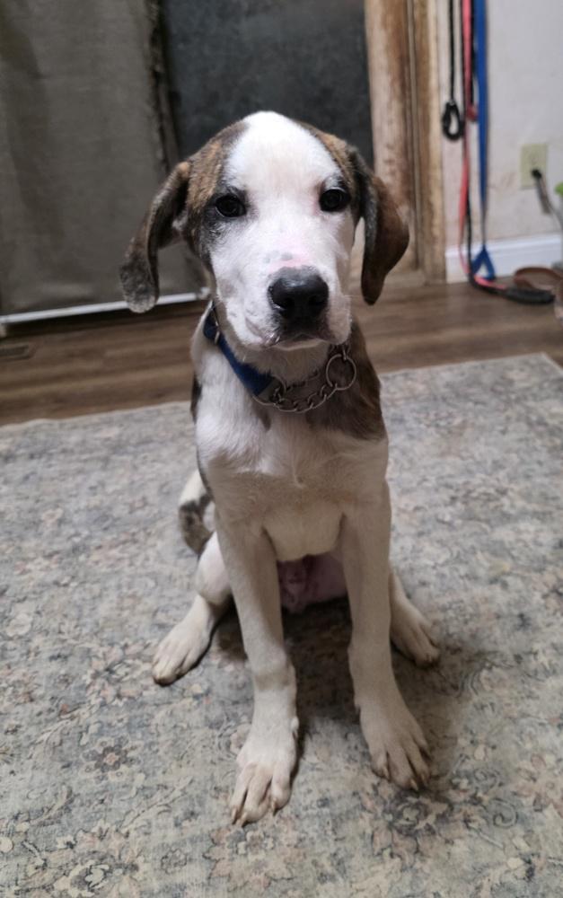 Beloved Babes : Brent *Not in yet*, Adopted, Puppy Male Boxer.