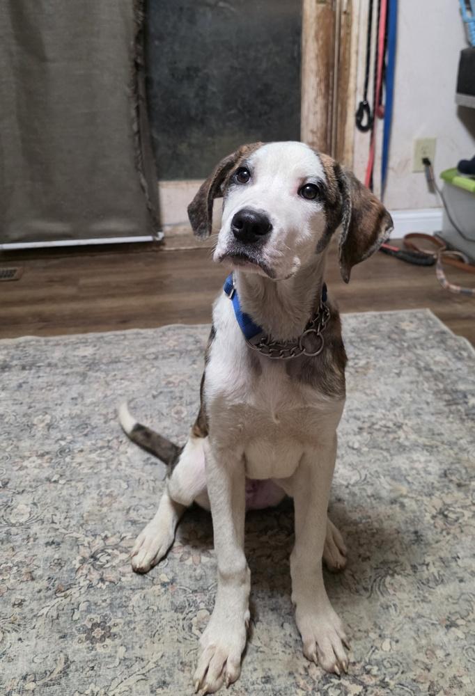 Enlarge Beloved Babes : Brent *Not in yet*, a Adopted mixed breed in Aurora, IN image 2/4