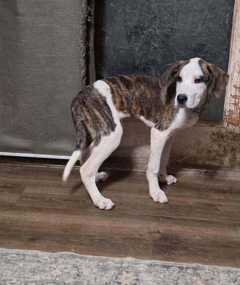 Enlarge Beloved Babes : Brent *Not in yet*, a Adopted mixed breed in Aurora, IN image 3/4