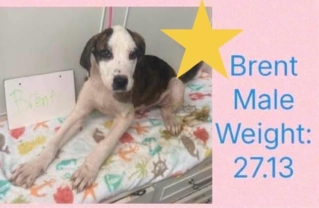 Enlarge Beloved Babes : Brent *Not in yet*, a Adopted mixed breed in Aurora, IN image 4/4