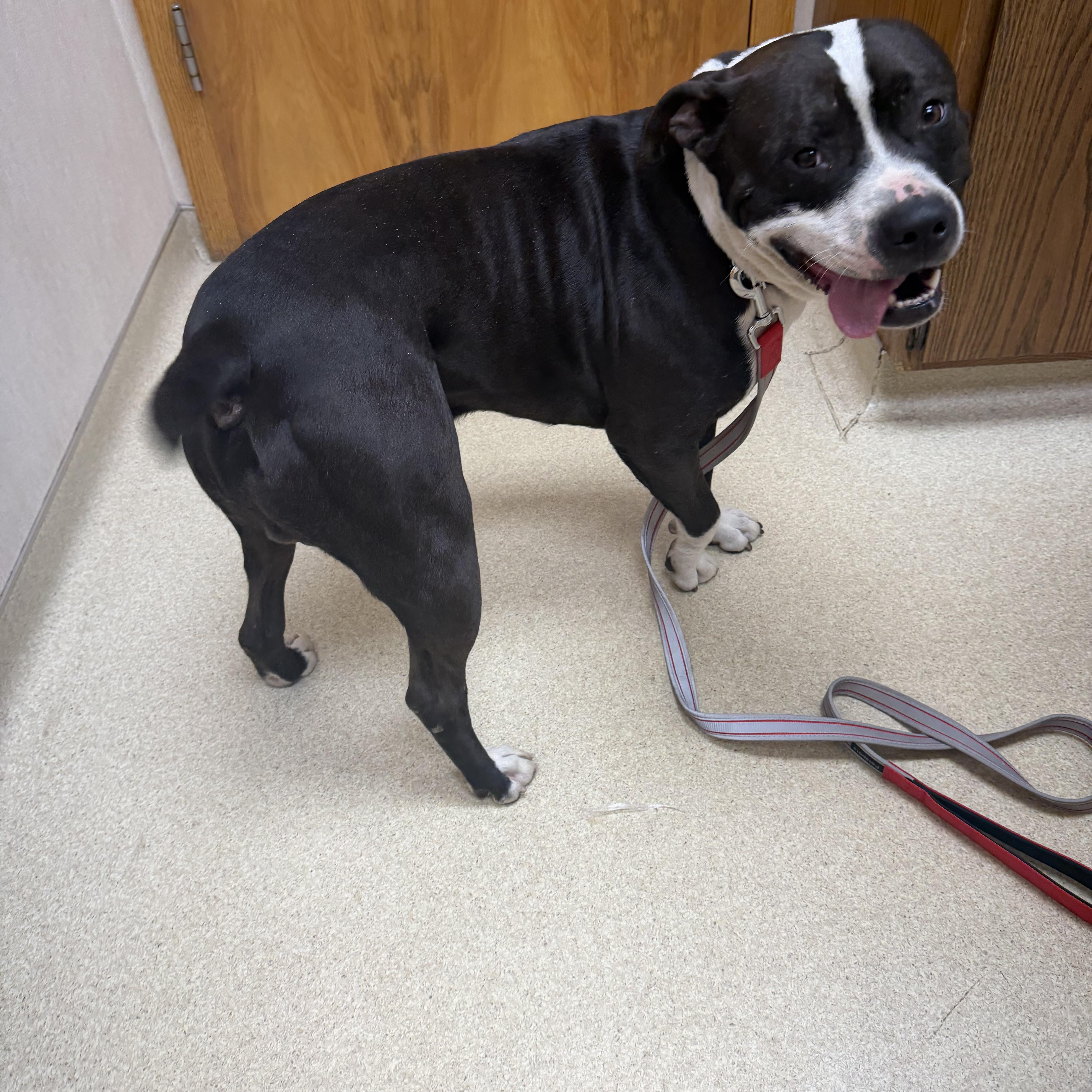 Enlarge Zoro, a Adoptable Pit Bull Terrier in Livonia, MI image 6/6