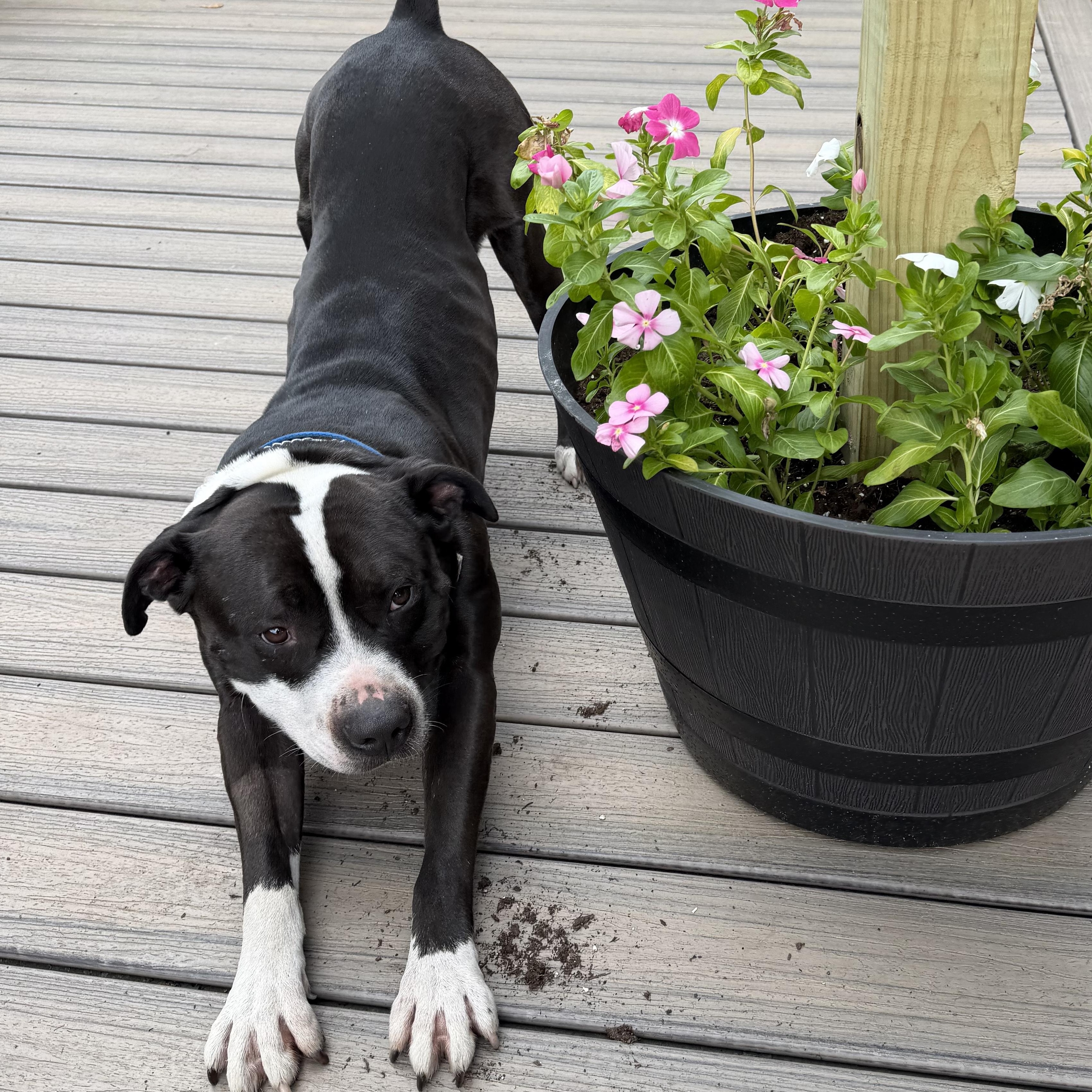 Enlarge Zoro, a Adoptable Pit Bull Terrier in Livonia, MI image 4/6