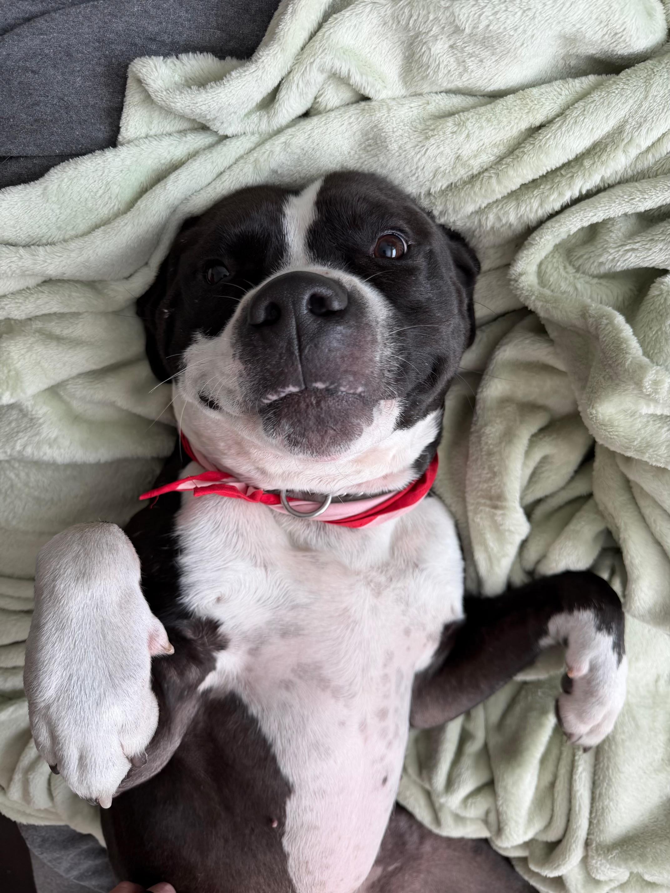 Enlarge Zoro, a Adoptable Pit Bull Terrier in Livonia, MI image 3/6