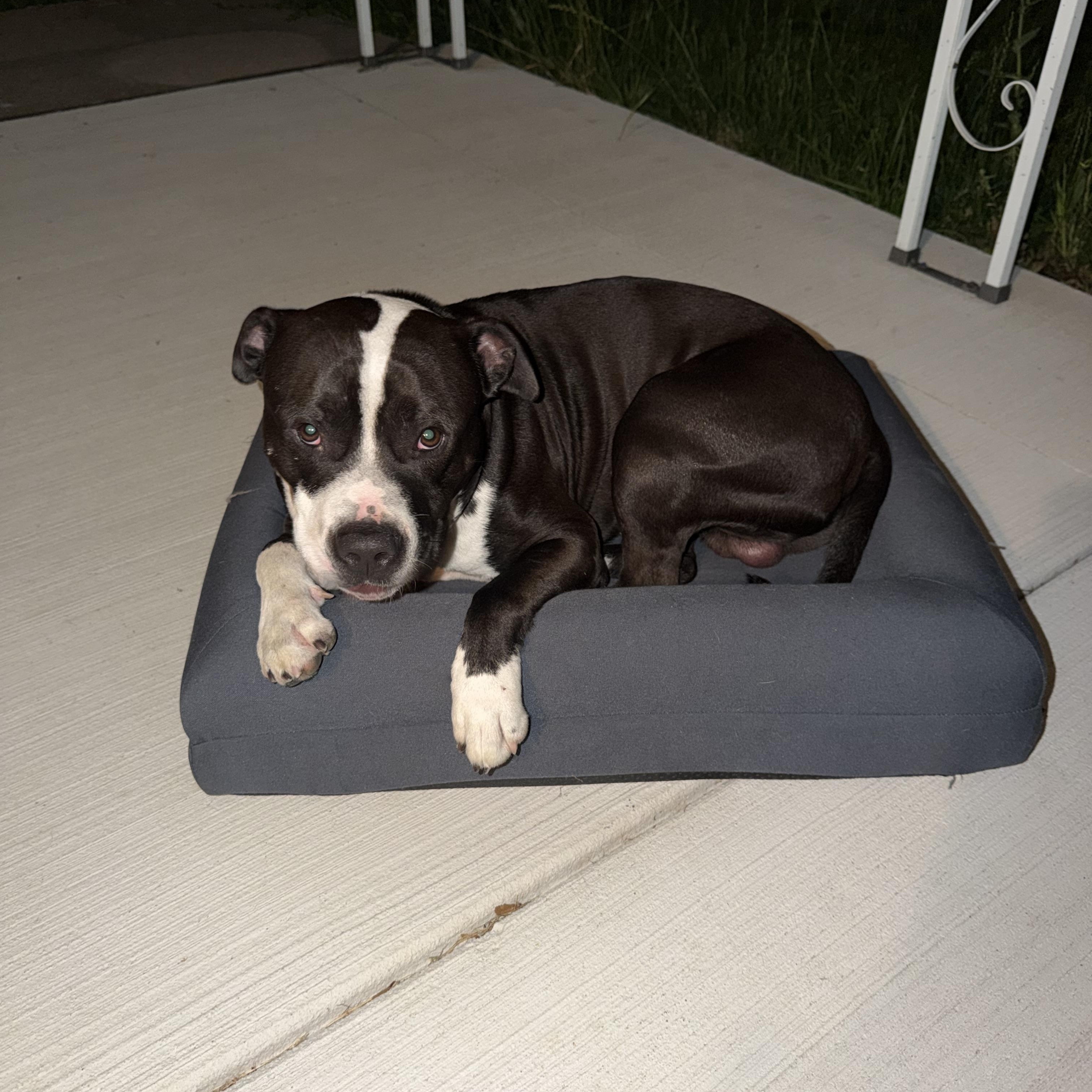 Enlarge Zoro, a Adoptable Pit Bull Terrier in Livonia, MI image 5/6