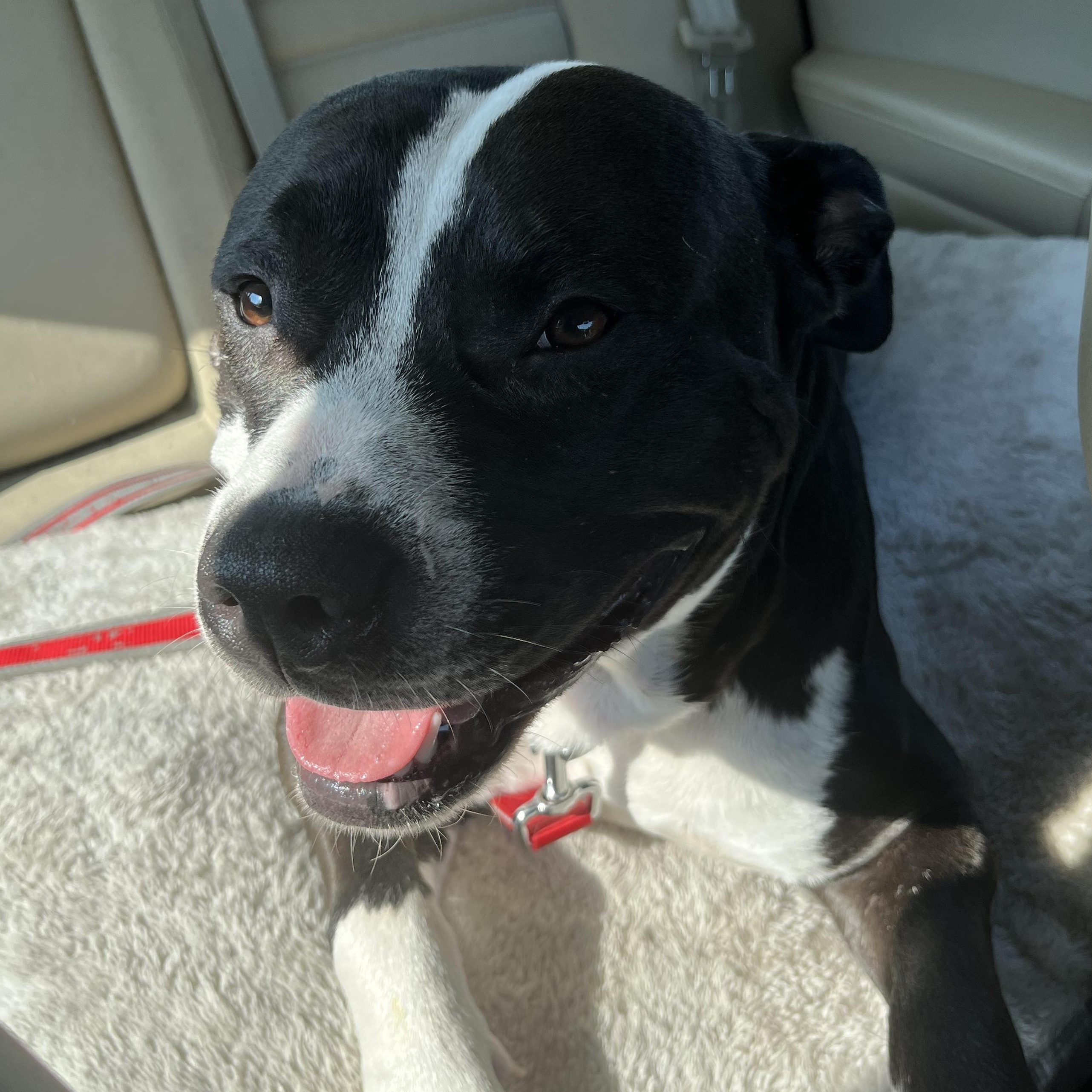Enlarge Zoro, a Adoptable Pit Bull Terrier in Livonia, MI image 2/6