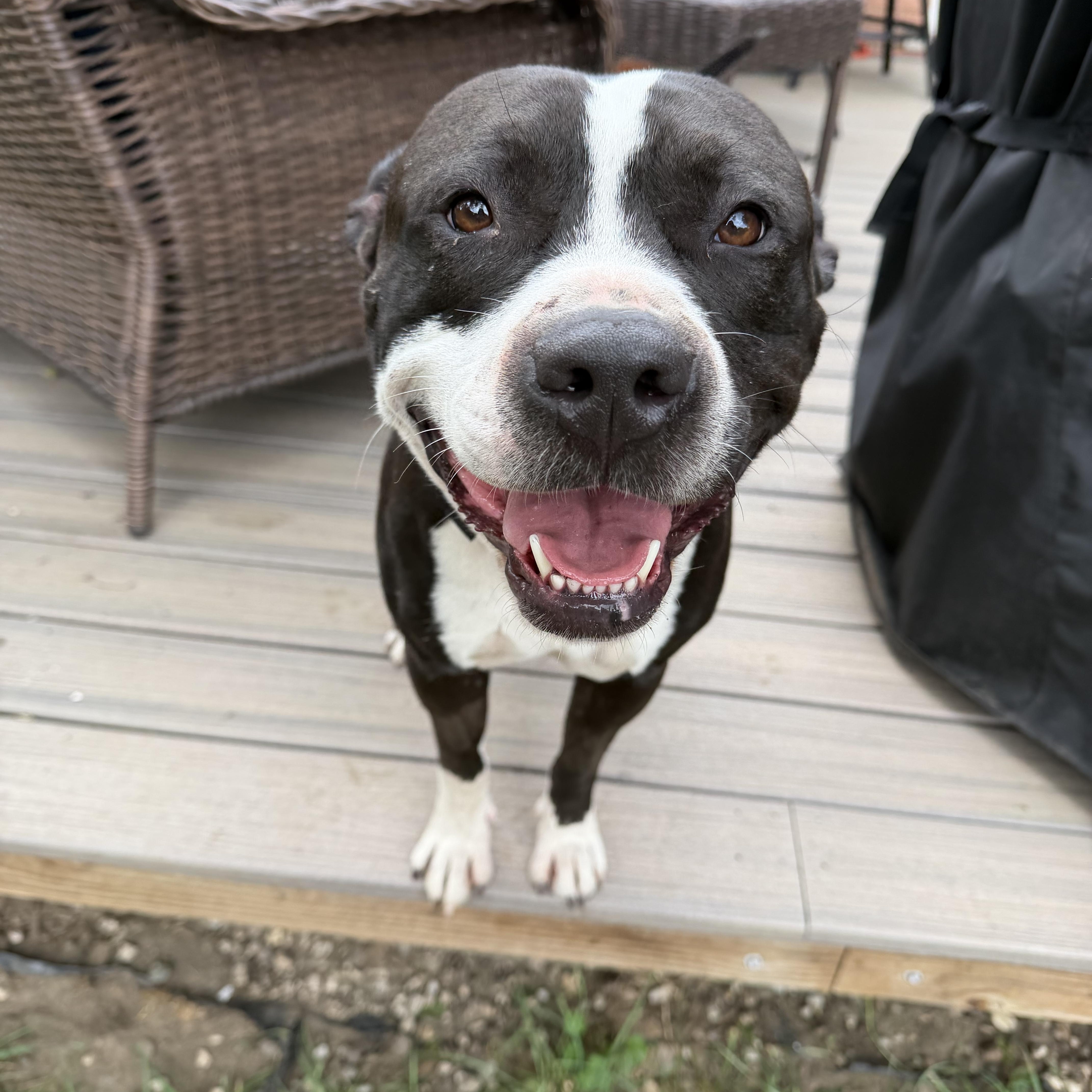 Enlarge Zoro, a Adoptable Pit Bull Terrier in Livonia, MI image 1/6