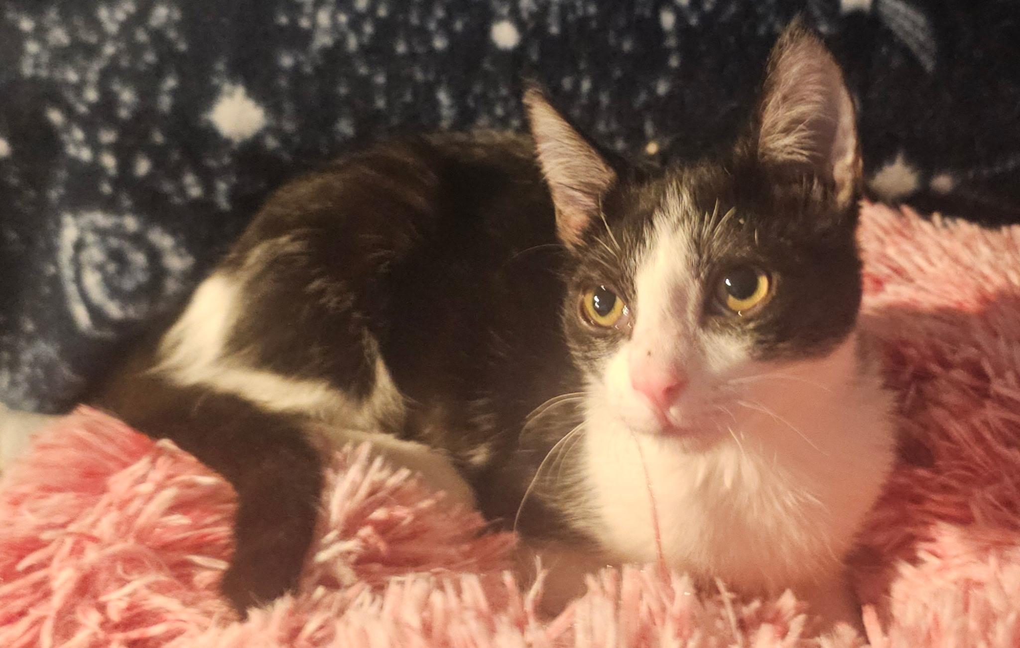 Enlarge Mei Mei, an adopted mixed breed in Youngtown, AZ image 3/3