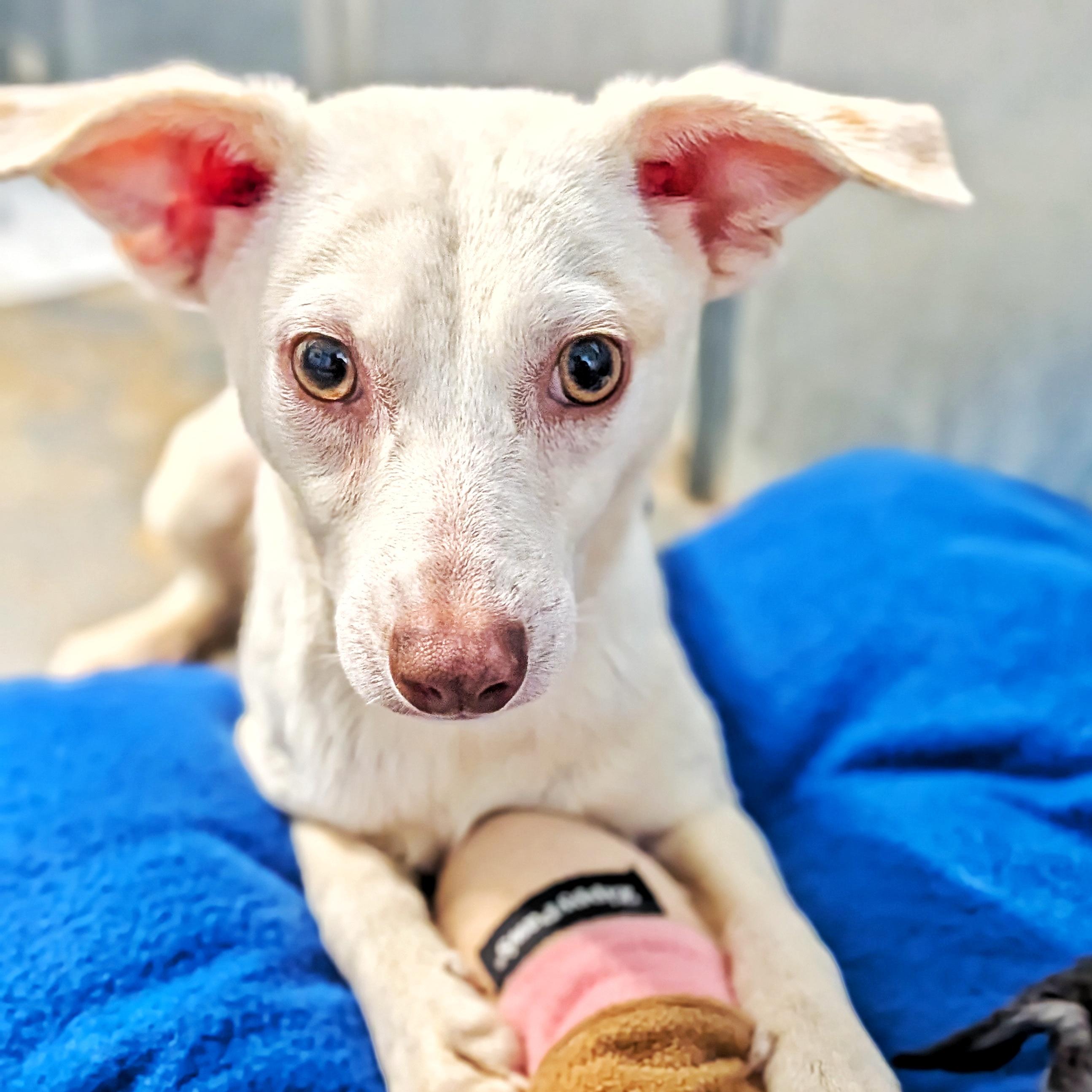 Enlarge Snowball, a Adoptable mixed breed in Eustis, FL image 2/2