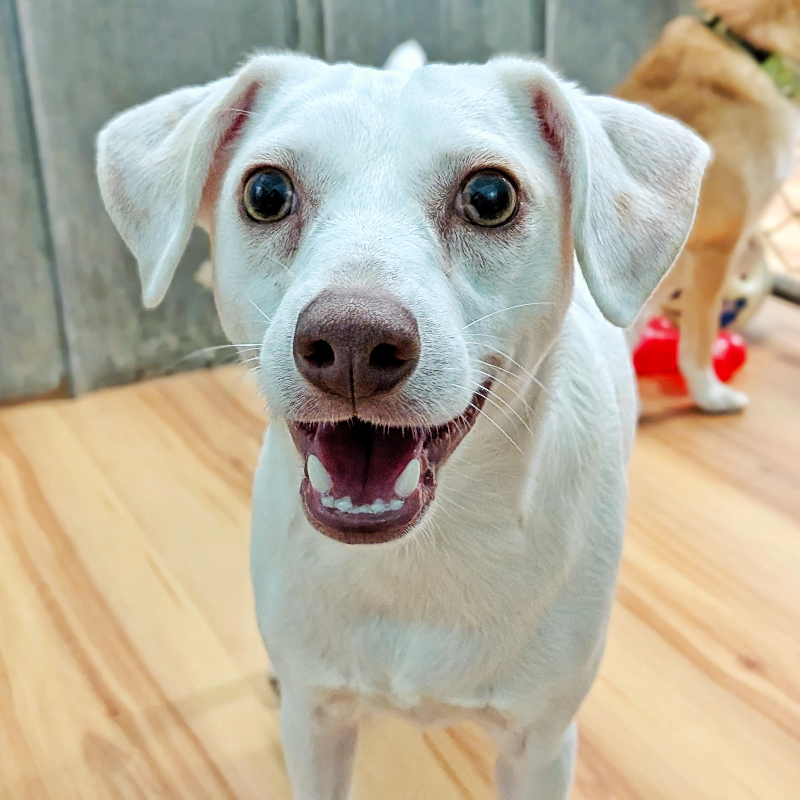 Snowball, Adoptable, Puppy Male Chihuahua.