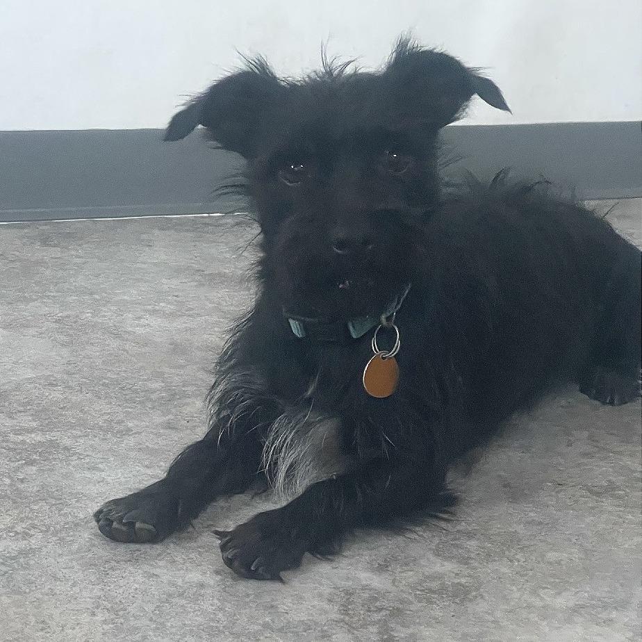 Buddy, a Adoptable mixed breed in Prescott, AZ image 1/6