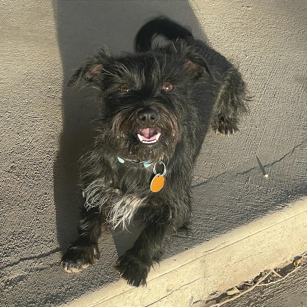 Buddy, a Adoptable mixed breed in Prescott, AZ image 1/6