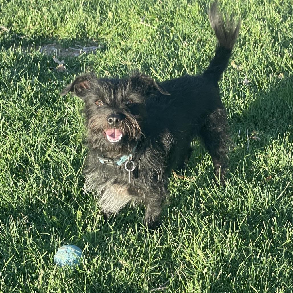 Buddy, a Adoptable mixed breed in Prescott, AZ image 2/6