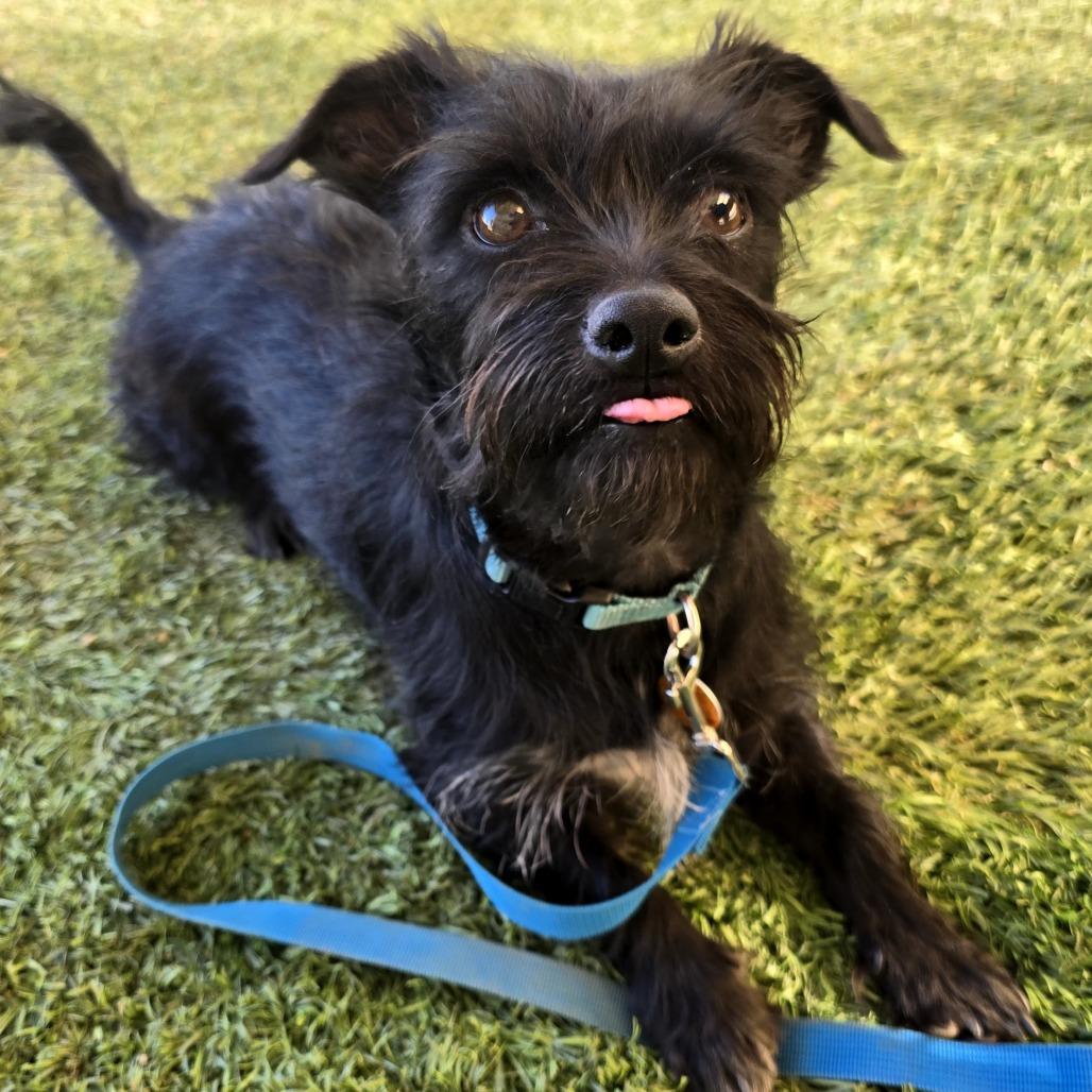 Buddy, a Adoptable mixed breed in Prescott, AZ image 3/6