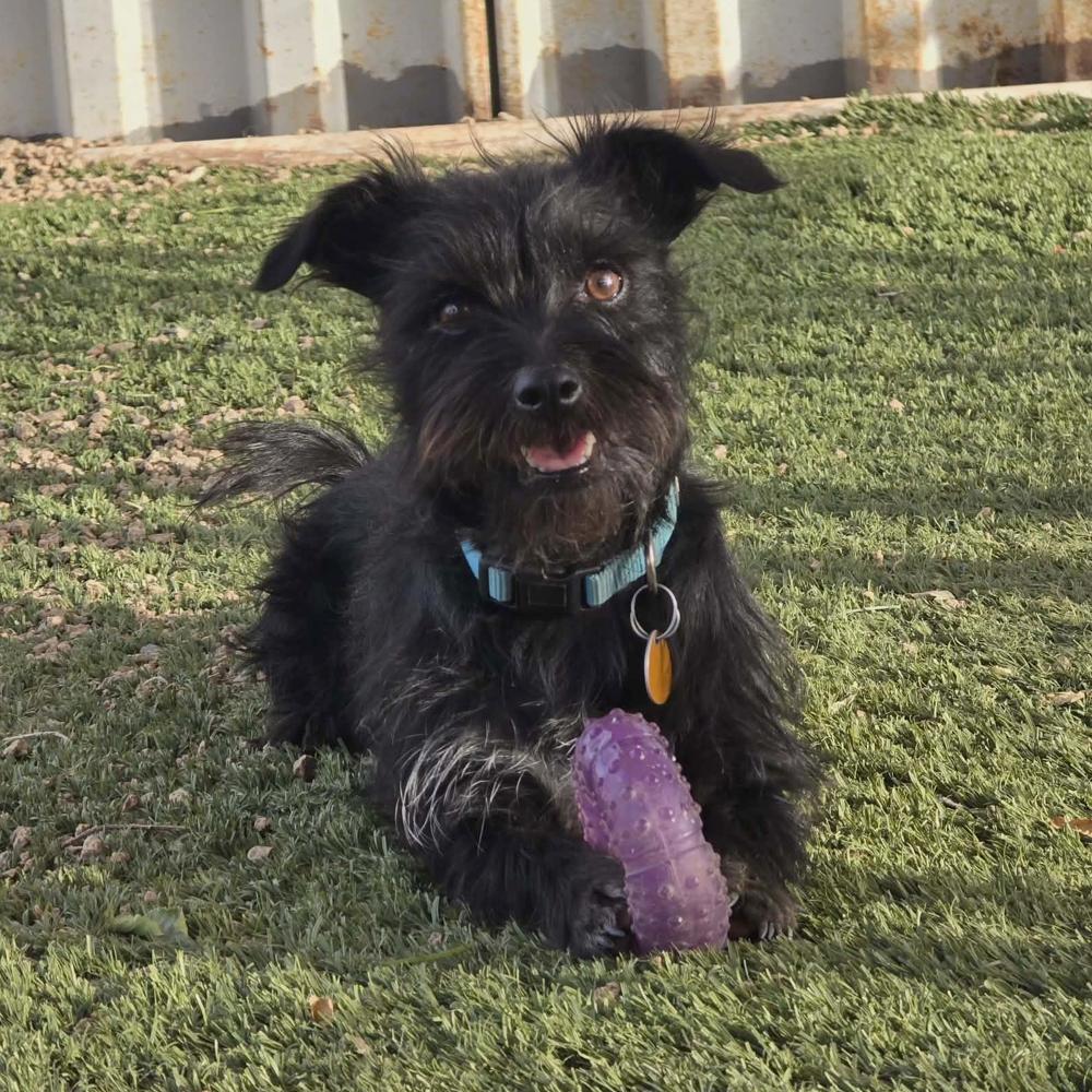 Buddy, a Adoptable mixed breed in Prescott, AZ image 4/6