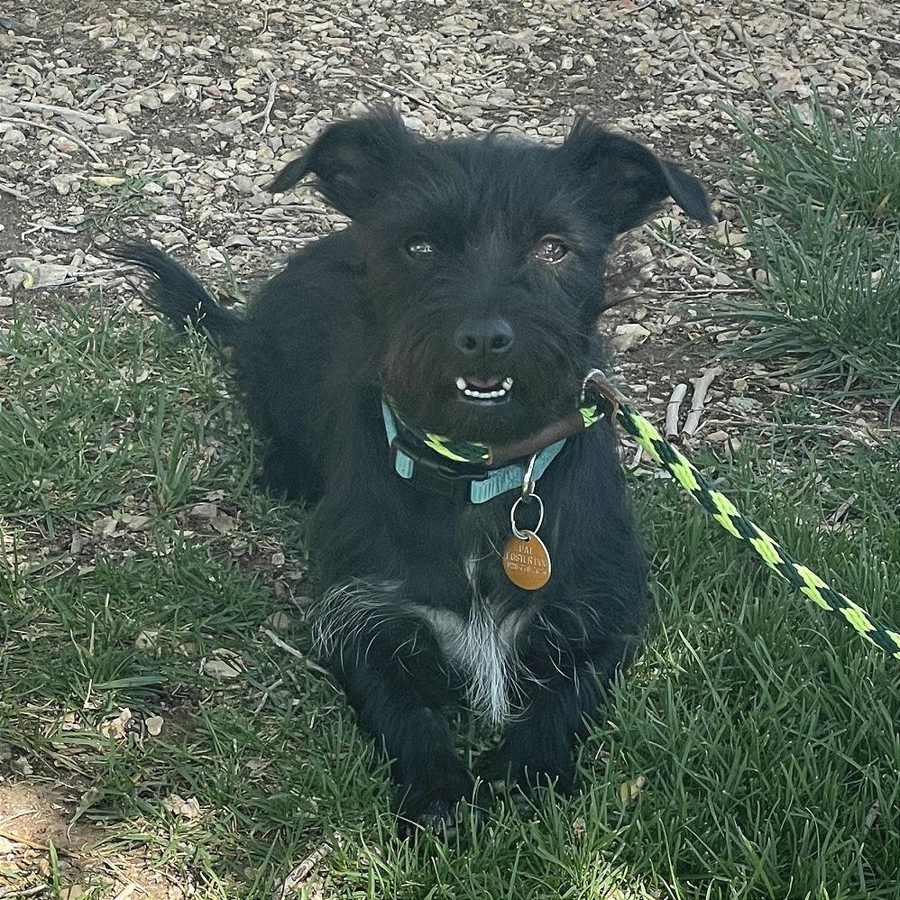 Buddy, a Adoptable mixed breed in Prescott, AZ image 5/6