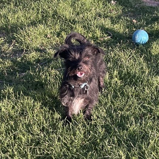 Buddy, a Adoptable mixed breed in Prescott, AZ image 6/6