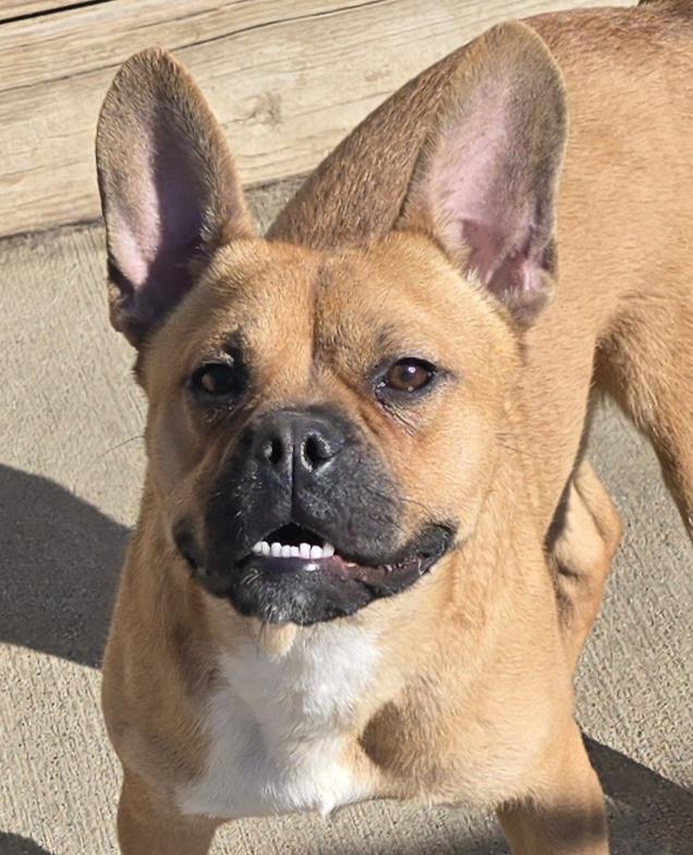 Francine, ADOPTABLE, Puppy Female French Bulldog.