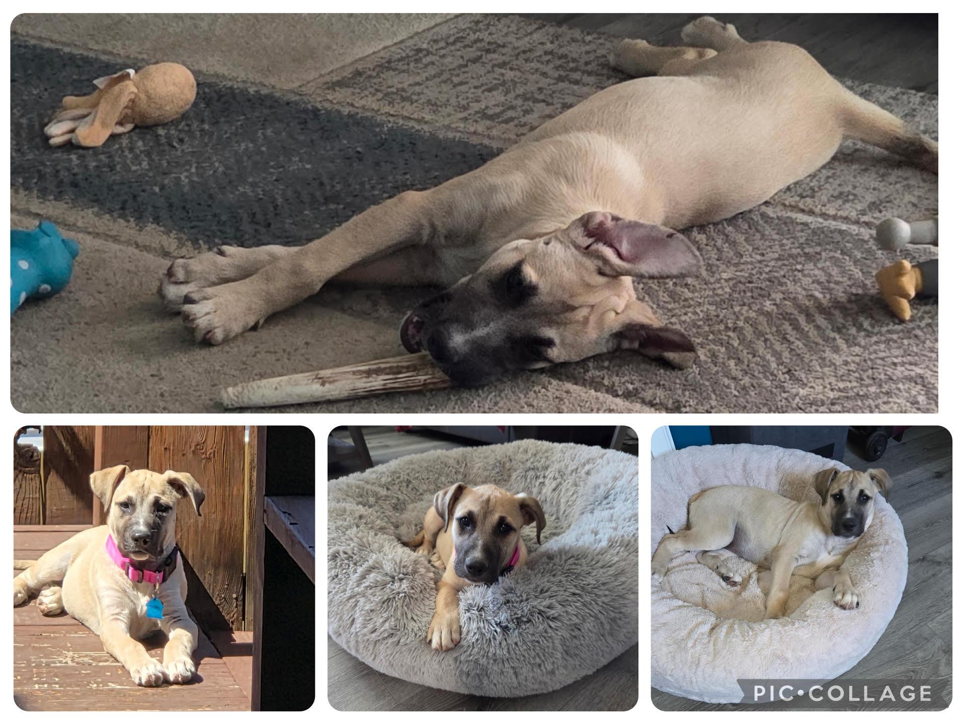 Shelby, adopted, Puppy Female Mixed Breed.