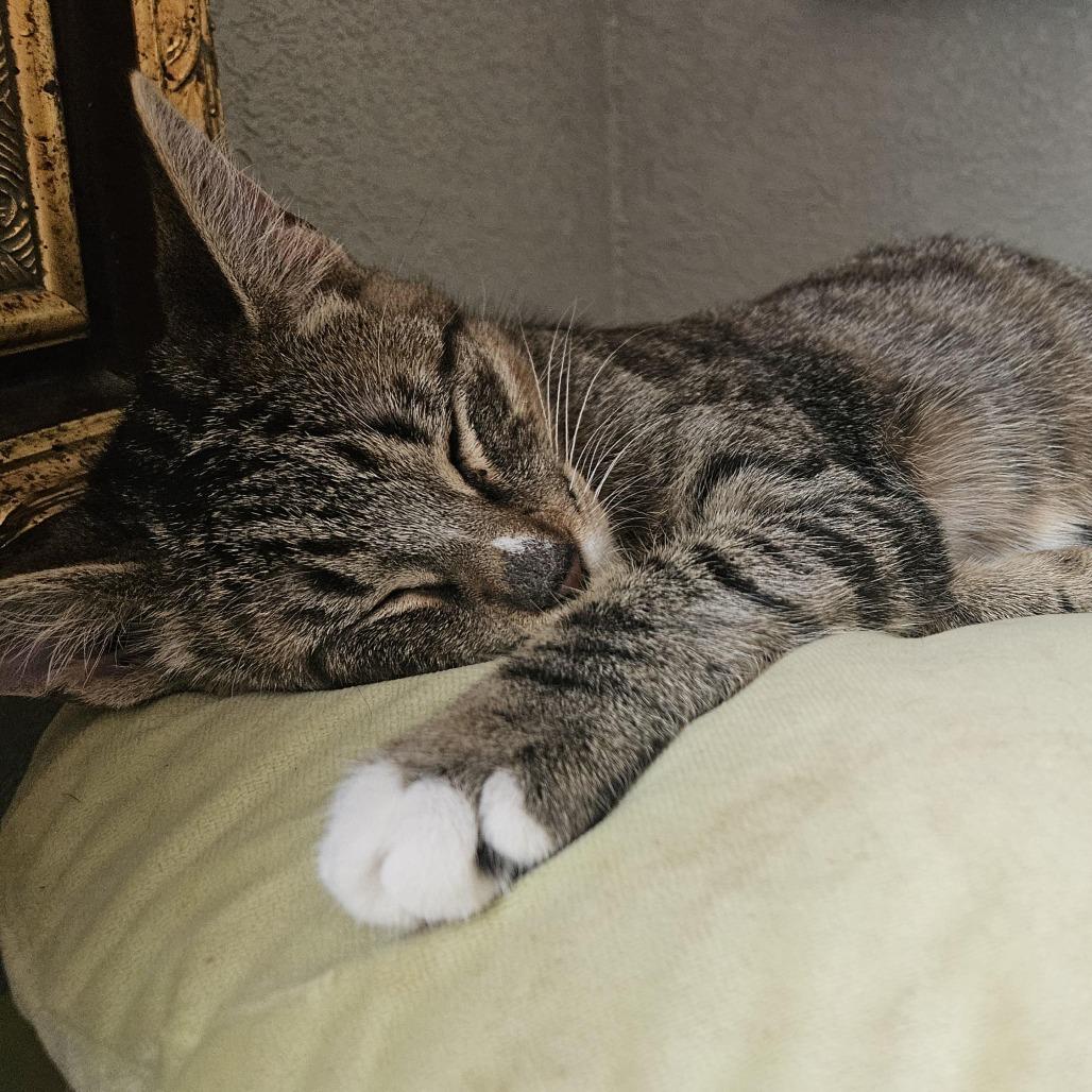 Iris, Adoptable, Young Female Domestic Short Hair.