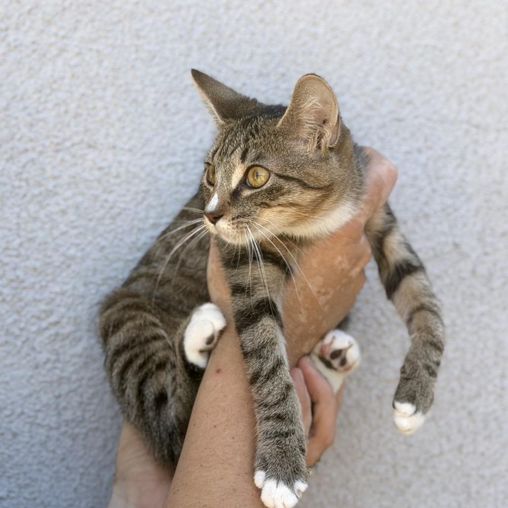 Enlarge Iris, a Adoptable Domestic Short Hair in Elverta, CA image 2/4