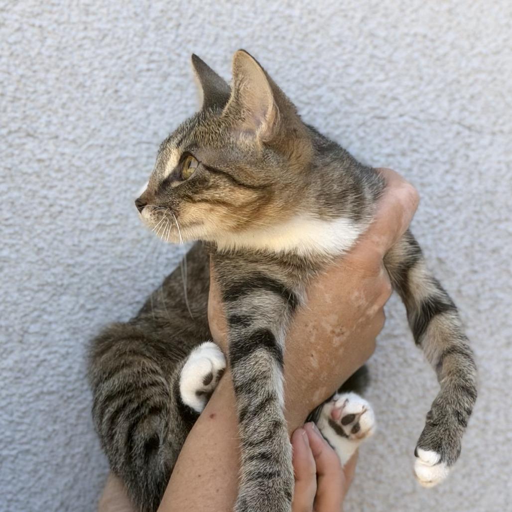 Enlarge Iris, a Adoptable Domestic Short Hair in Elverta, CA image 3/4