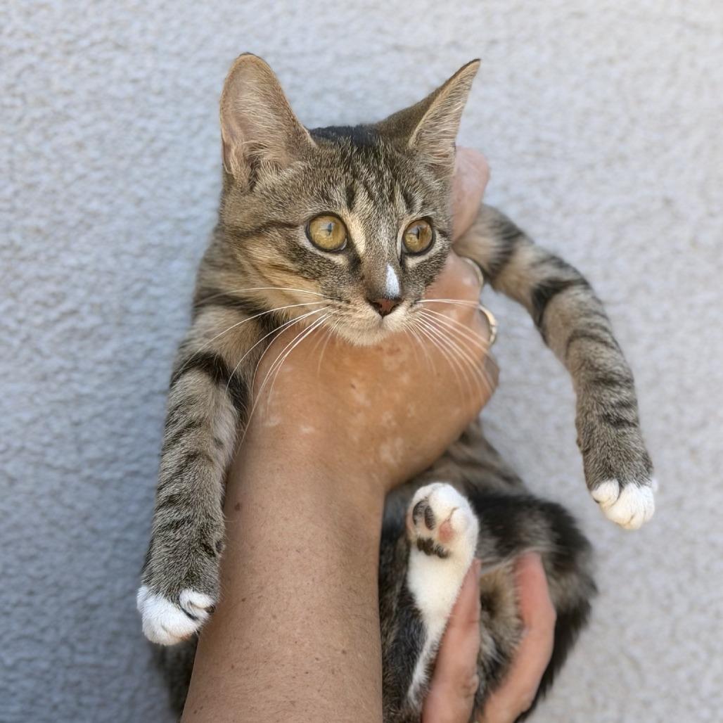 Enlarge Iris, a Adoptable Domestic Short Hair in Elverta, CA image 4/4
