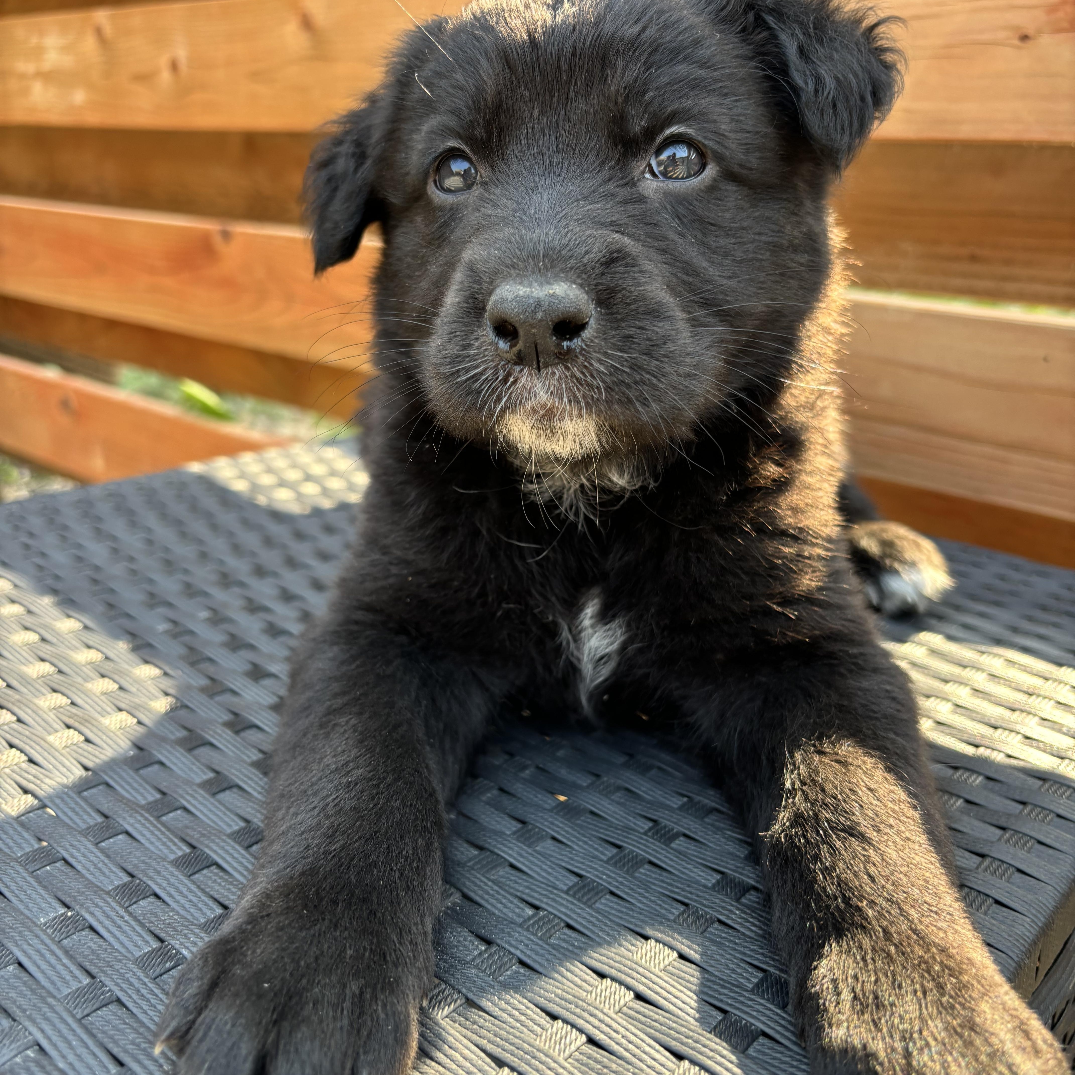 Rocket, an adoptable Collie in Winnipeg, MB, R2R 1s1 | Photo Image 2
