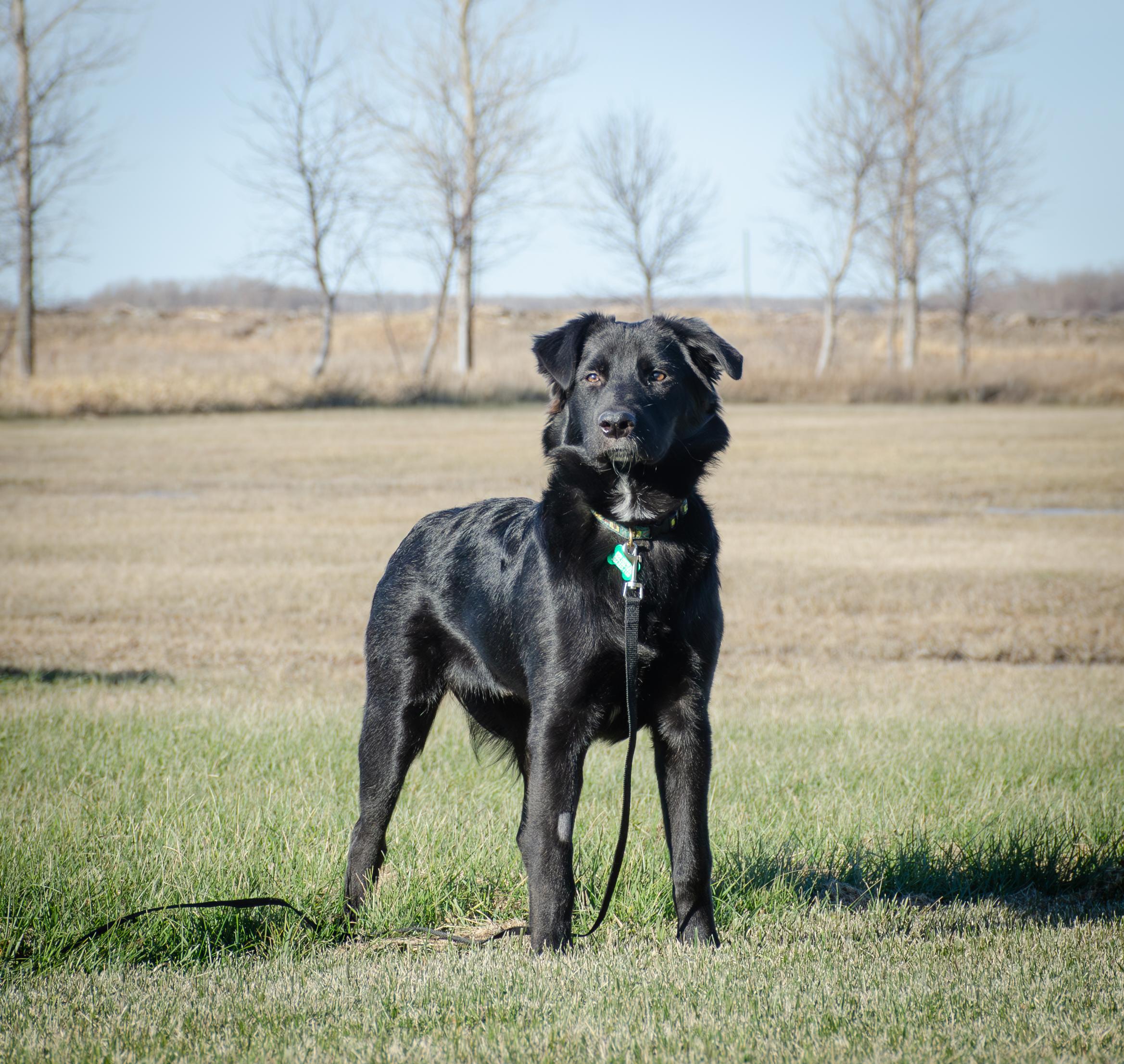 Rocket, Adoptable, Young Male Collie.