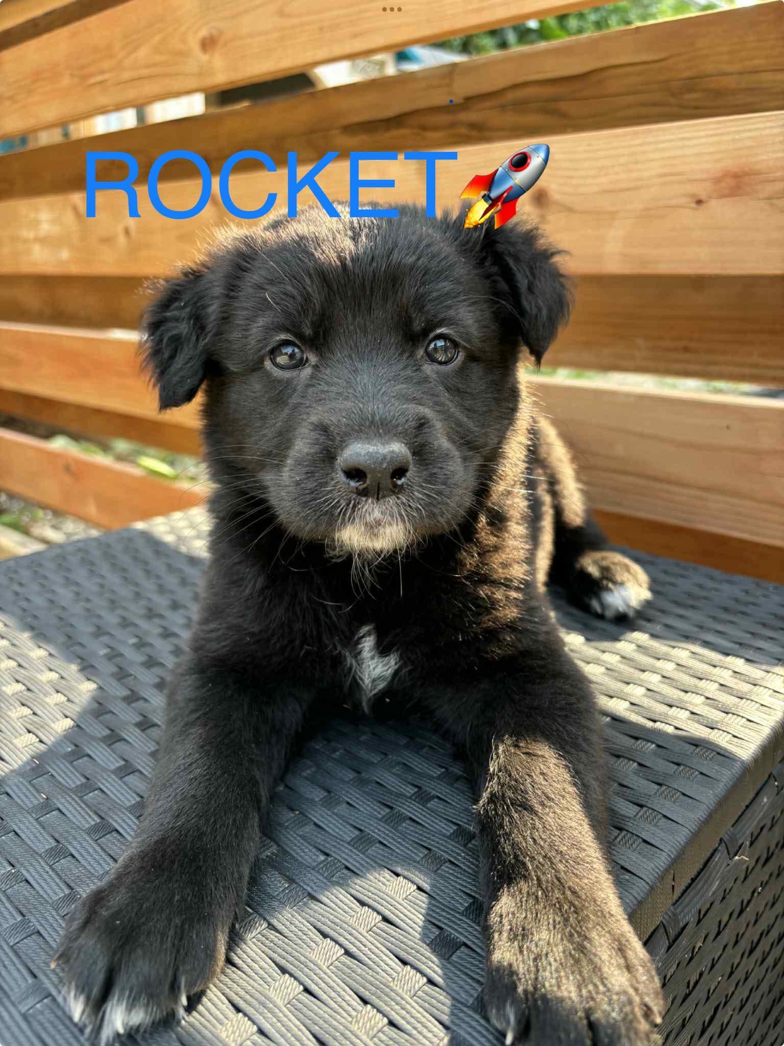 Rocket, an adoptable Collie in Winnipeg, MB, R2R 1s1 | Photo Image 1
