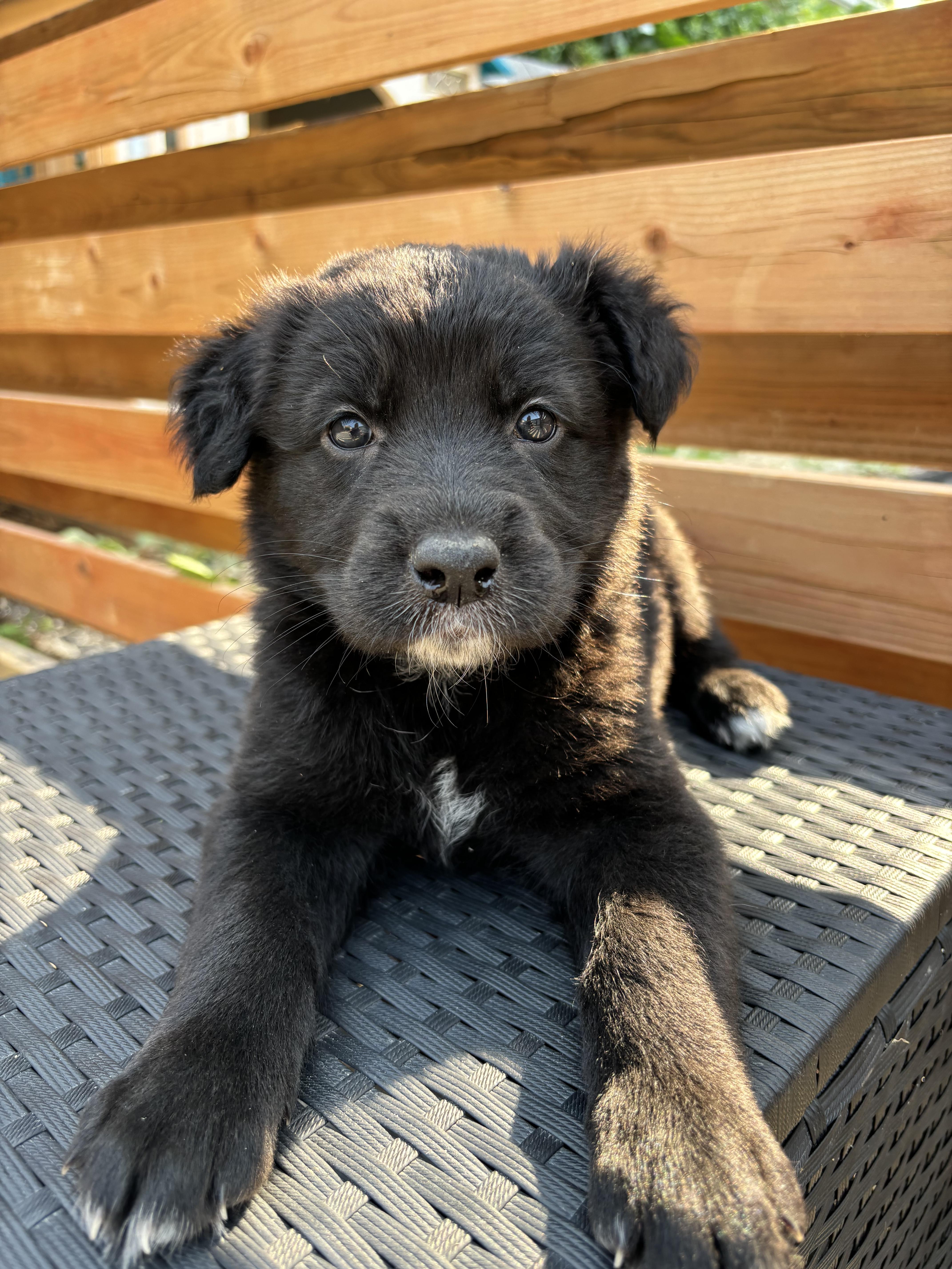 Rocket, an adoptable Collie in Winnipeg, MB, R2R 1s1 | Photo Image 3