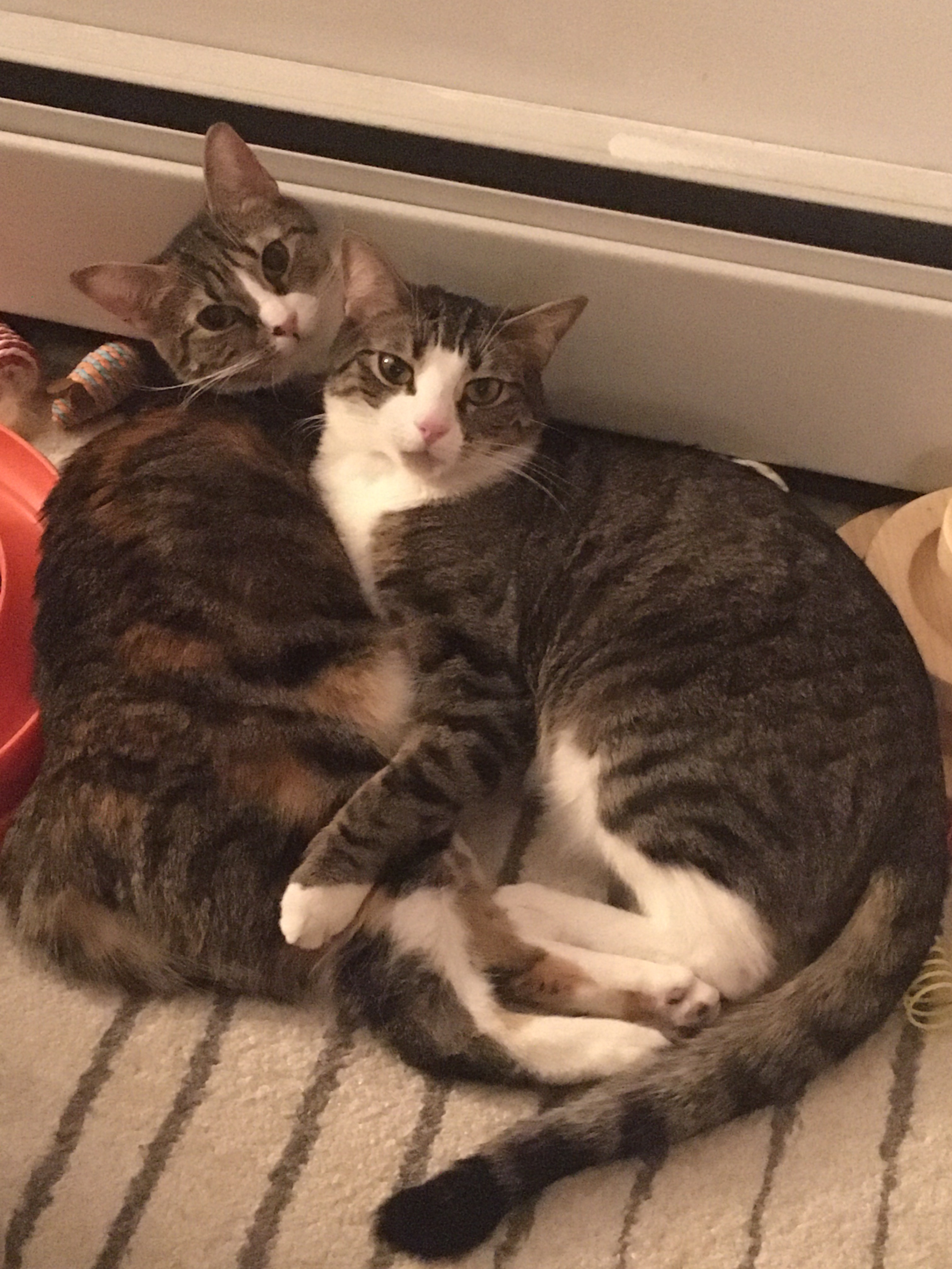 Mery, a Adoptable Dilute Calico in Brooklyn, NY image 1/14