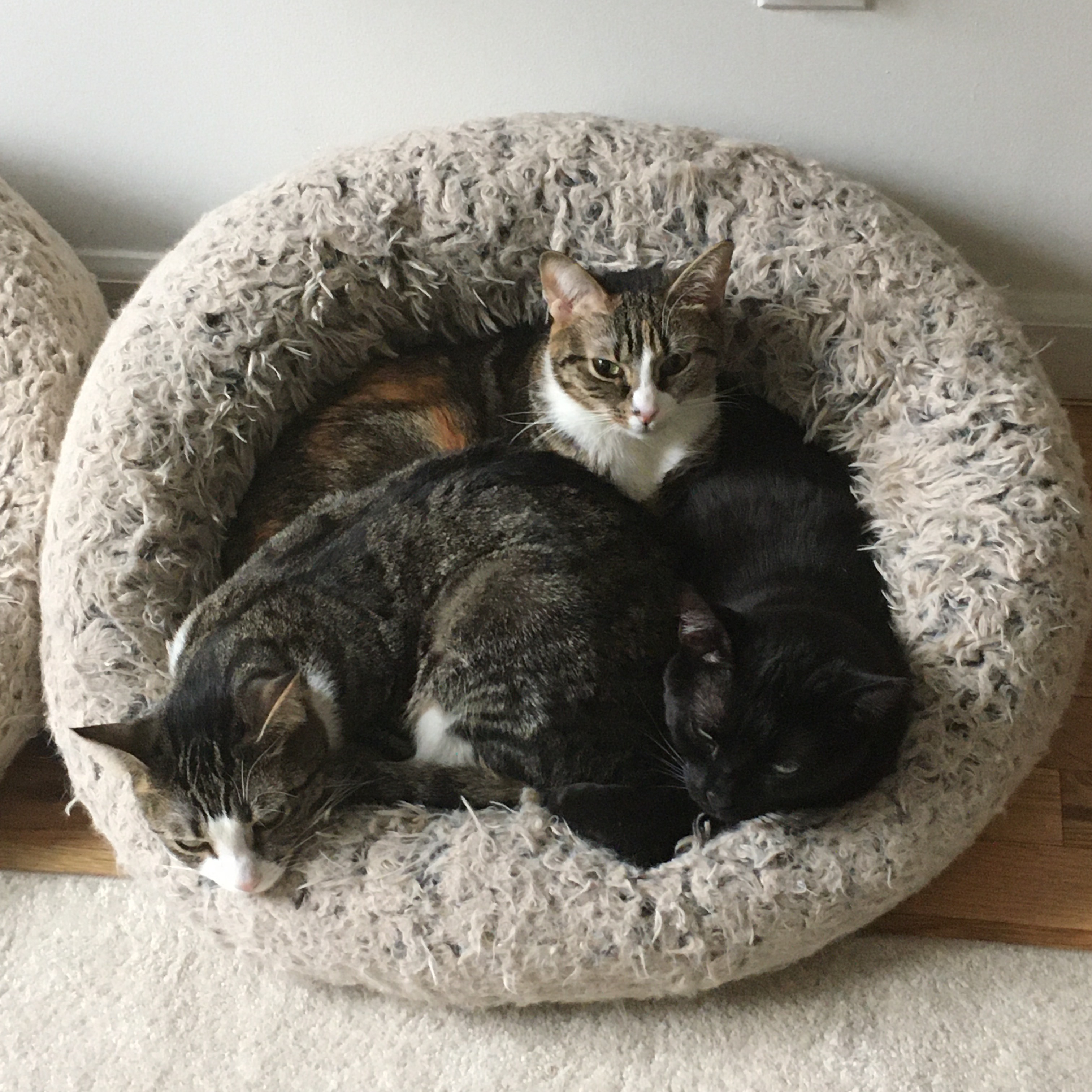 Mery, a Adoptable Dilute Calico in Brooklyn, NY image 2/14