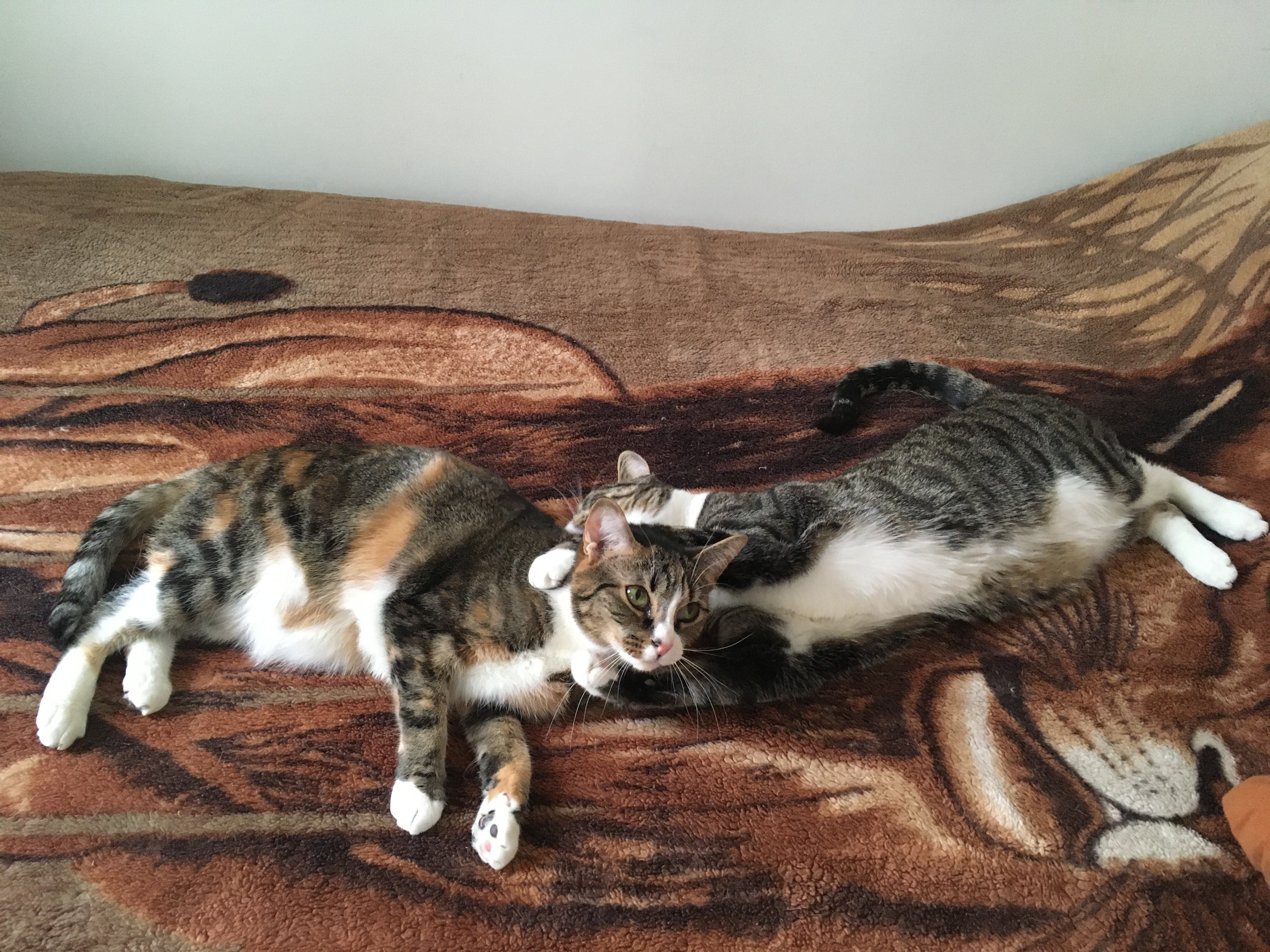 Mery, a Adoptable Dilute Calico in Brooklyn, NY image 3/14