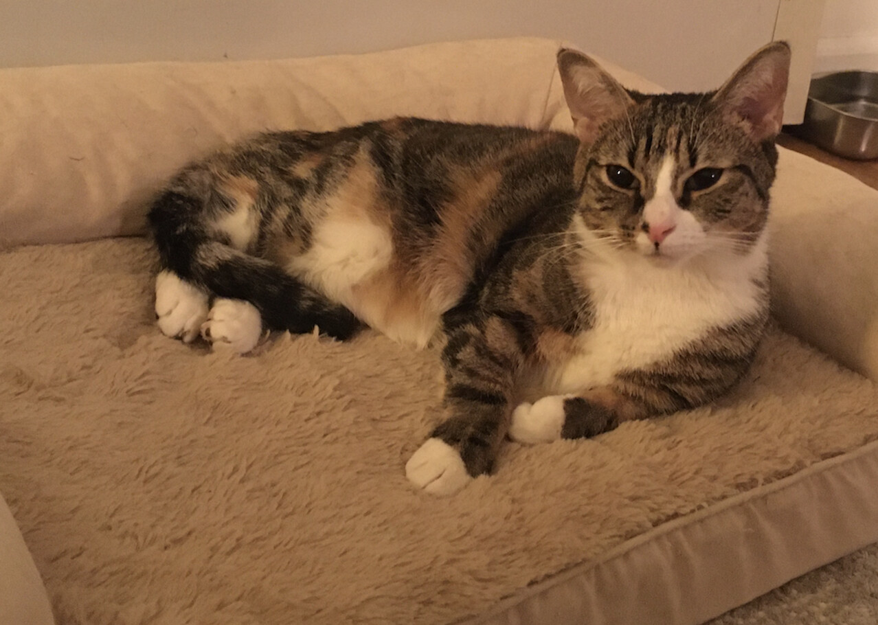 Mery, a Adoptable Dilute Calico in Brooklyn, NY image 4/14