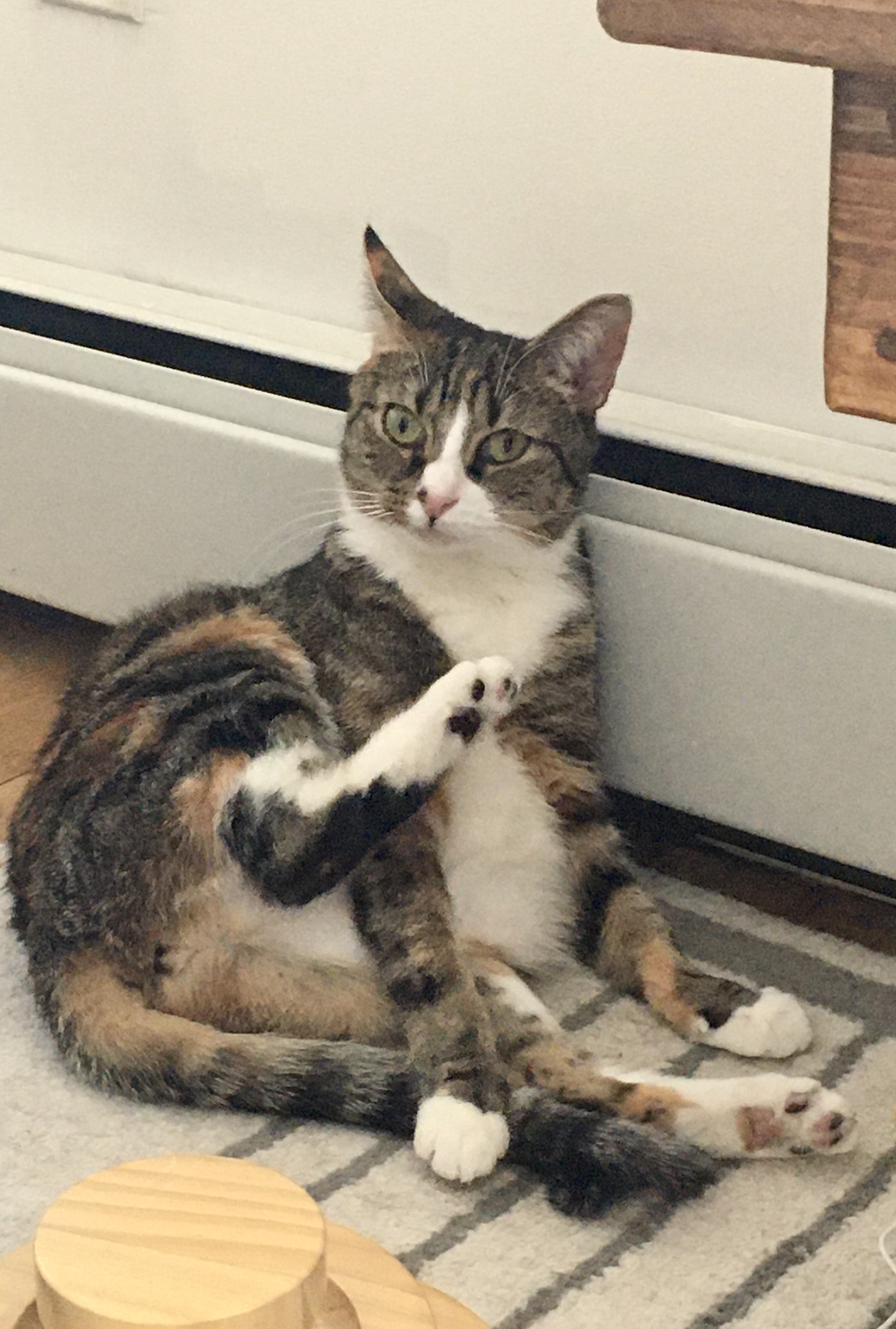 Mery, a Adoptable Dilute Calico in Brooklyn, NY image 5/14