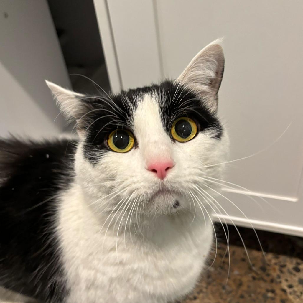 Jodi, Adoptable, Adult Female Domestic Short Hair.