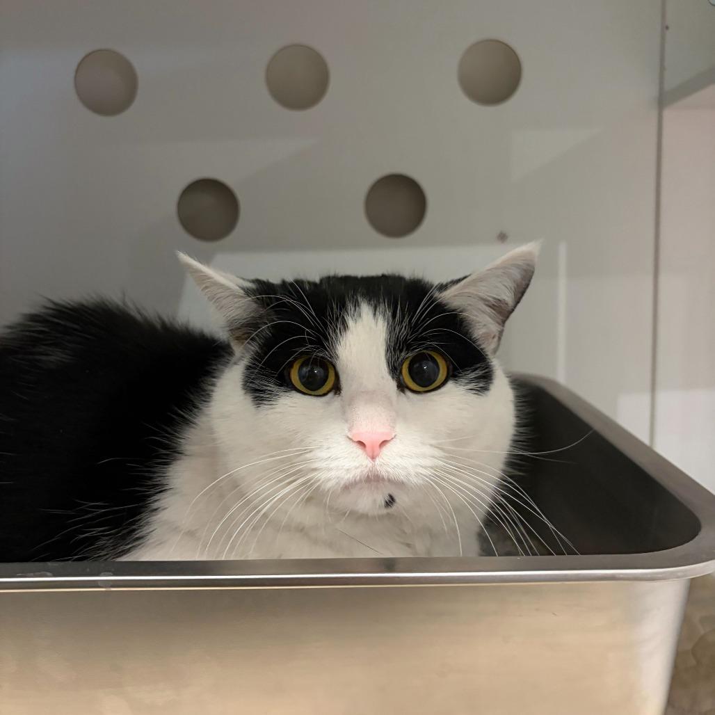 Jodi, Adoptable, Adult Female Domestic Short Hair.