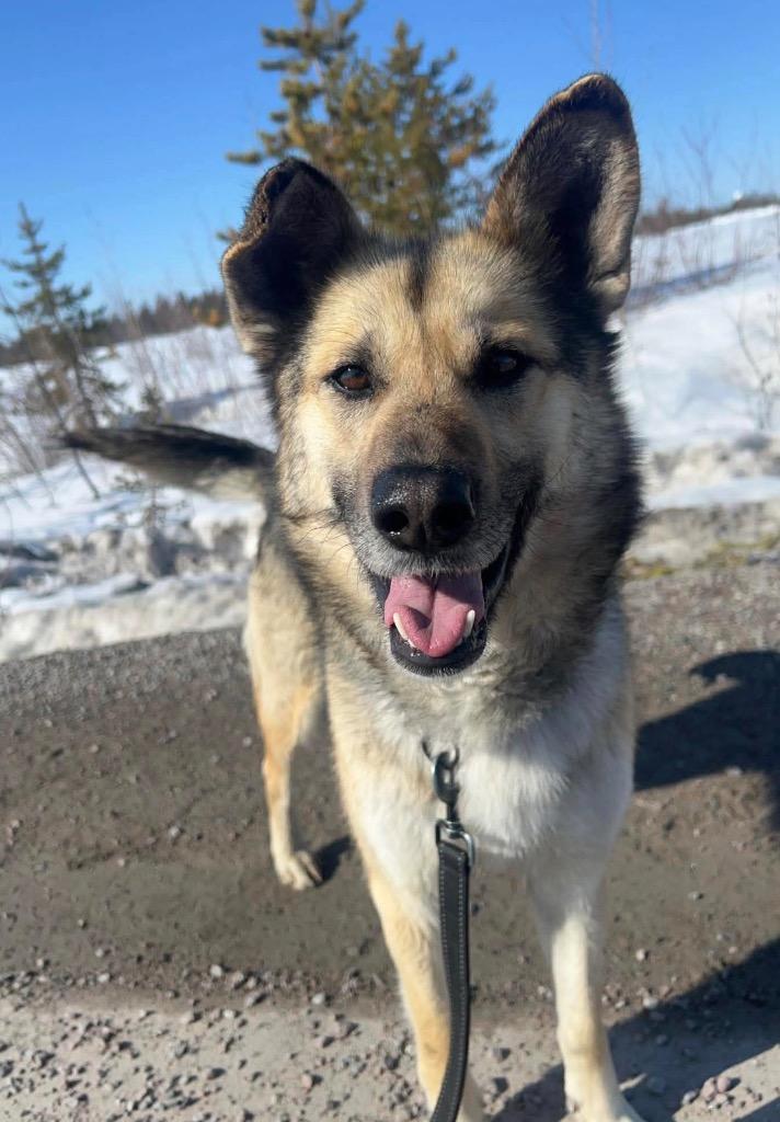 Enlarge Mary Kate, a Adoptable mixed breed in Yellowknife, NT image 1/2