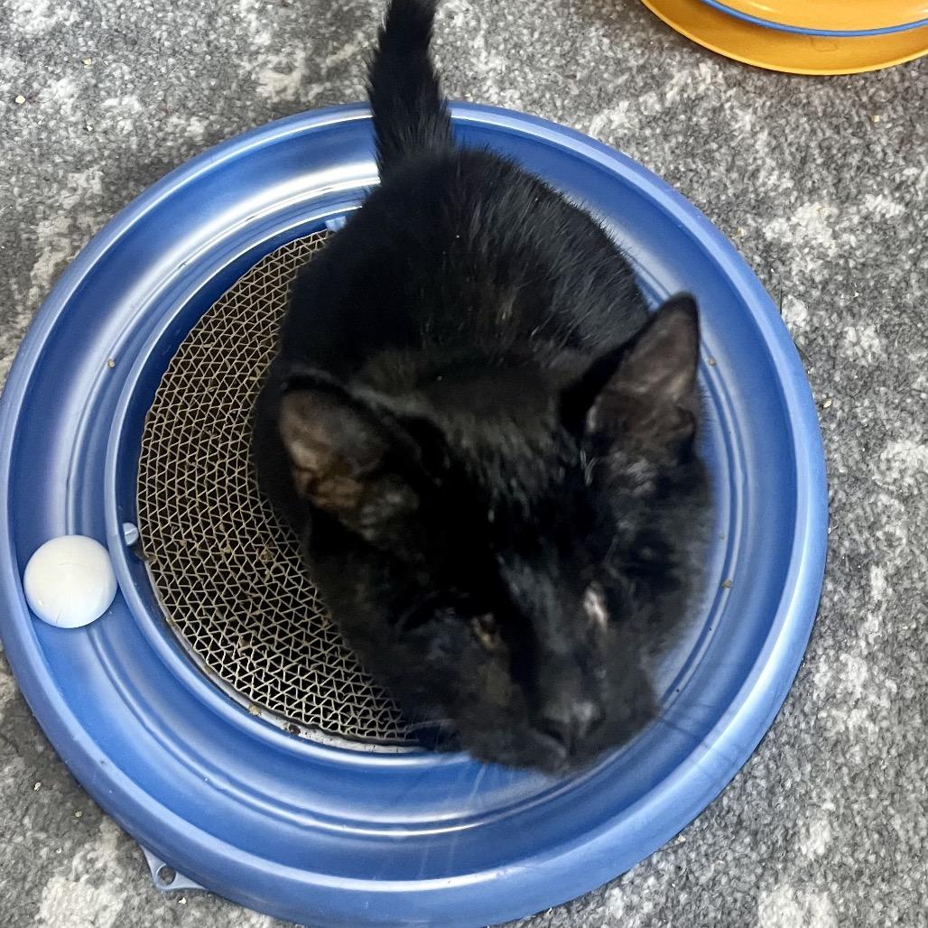 Enlarge Fahrenheit  55890, a Adoptable Domestic Short Hair in Lansing, MI image 1/5