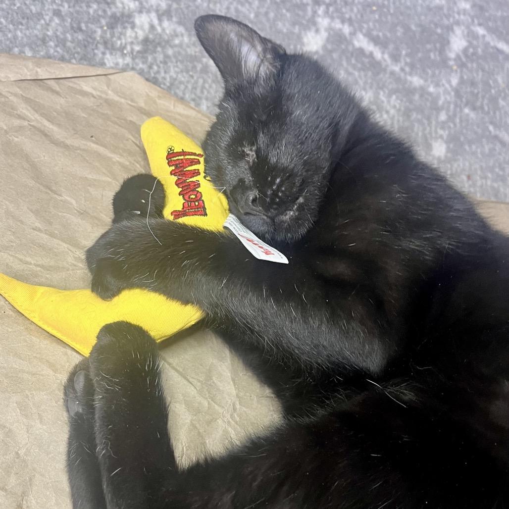 Enlarge Fahrenheit  55890, a Adoptable Domestic Short Hair in Lansing, MI image 2/5