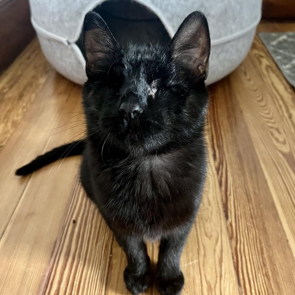 Fahrenheit  55890, Adoptable, Young Female Domestic Short Hair.